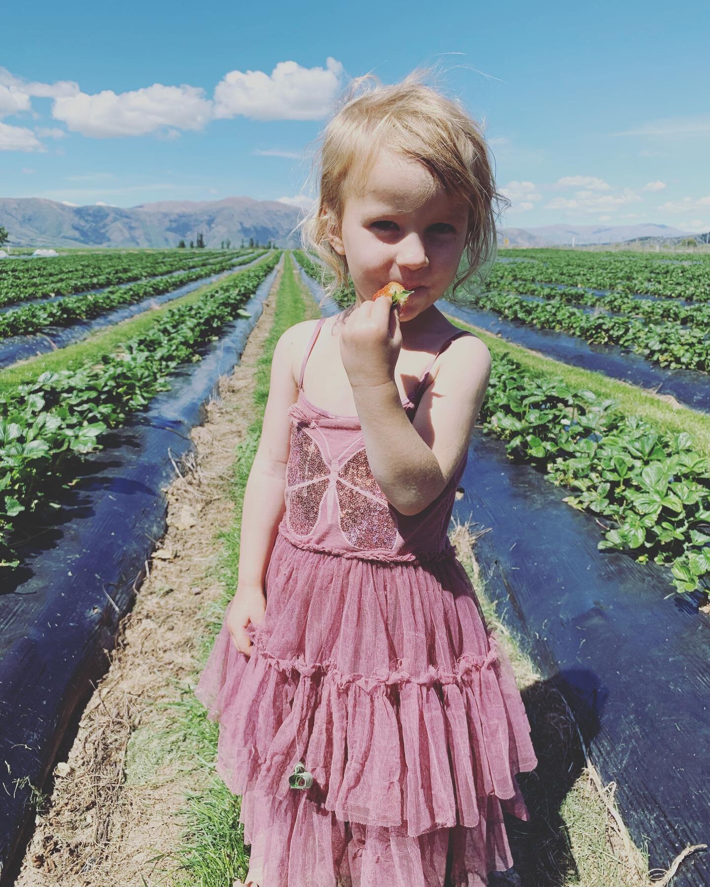 The first taste of summer 🍓🍓🍓. We all know it&rsquo;s been a long cold spring with multiple frosts and cooler nights. This has resulted in a loss of many flowers and slower ripening. From a fully open bloom to a ripe juicy red berry takes approxim