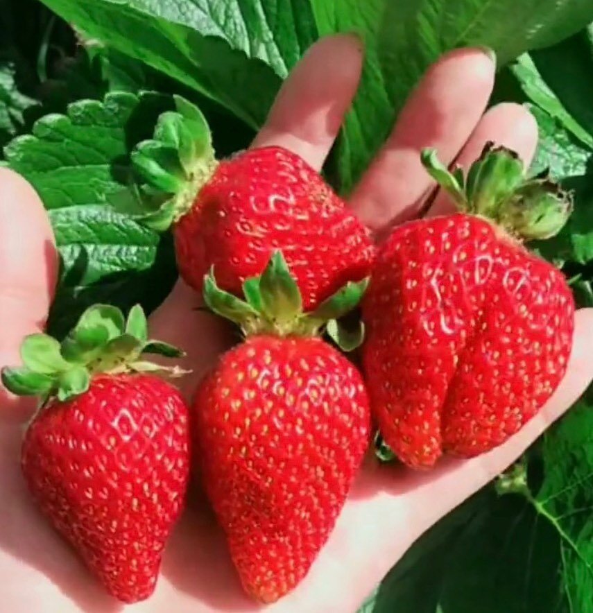 Wow wee, yesterday you guys picked and picked till we were all but picked out. We are going to close the patch for picking today to let the plants ripen some more berries. The shop will be open with fresh punnets, coffees and of course ice creams  fo