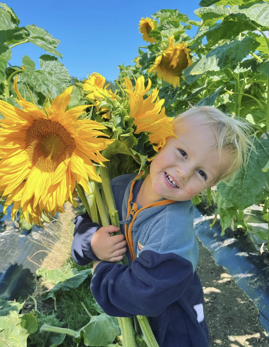Picking sunflowers at Red Bridge Berries.