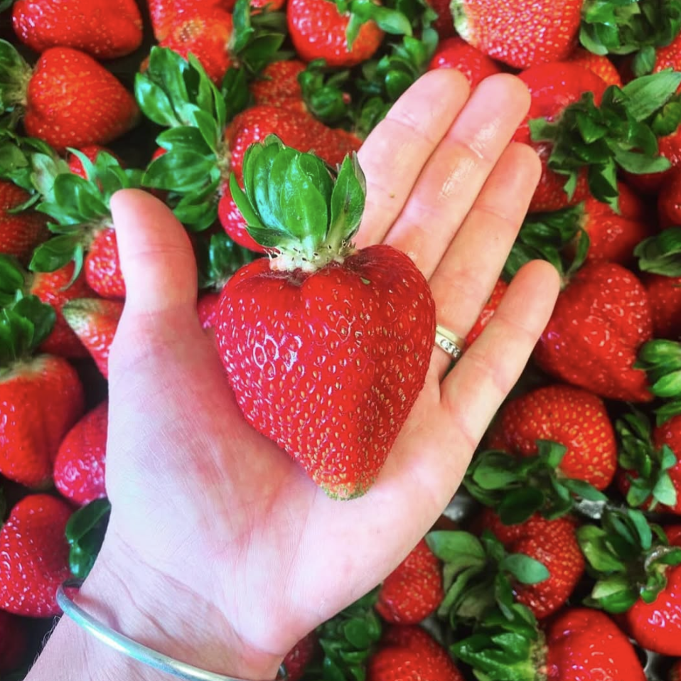 Large strawberry picked at Red Bridge Berries, where you can pick your own strawberries.