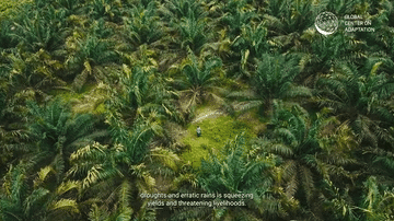 Tree Crop Diversification