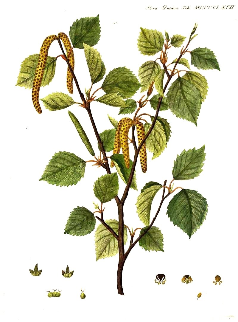 fig. 6 Betula pubescens | birch (EN) | Birkir (IS)