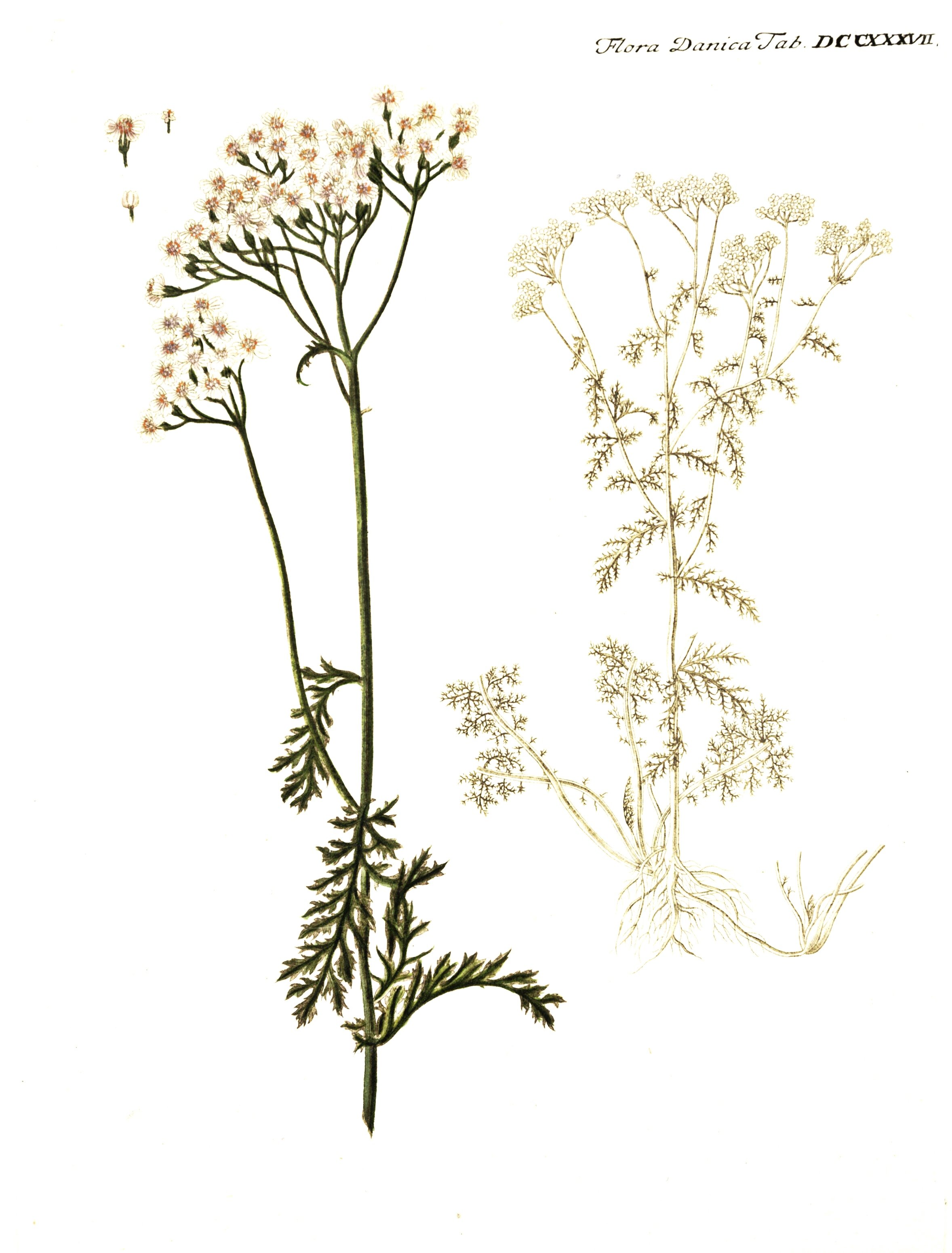 fig. 10 Achillea millefolium | yarrow (EN) | Vallhumall (IS)