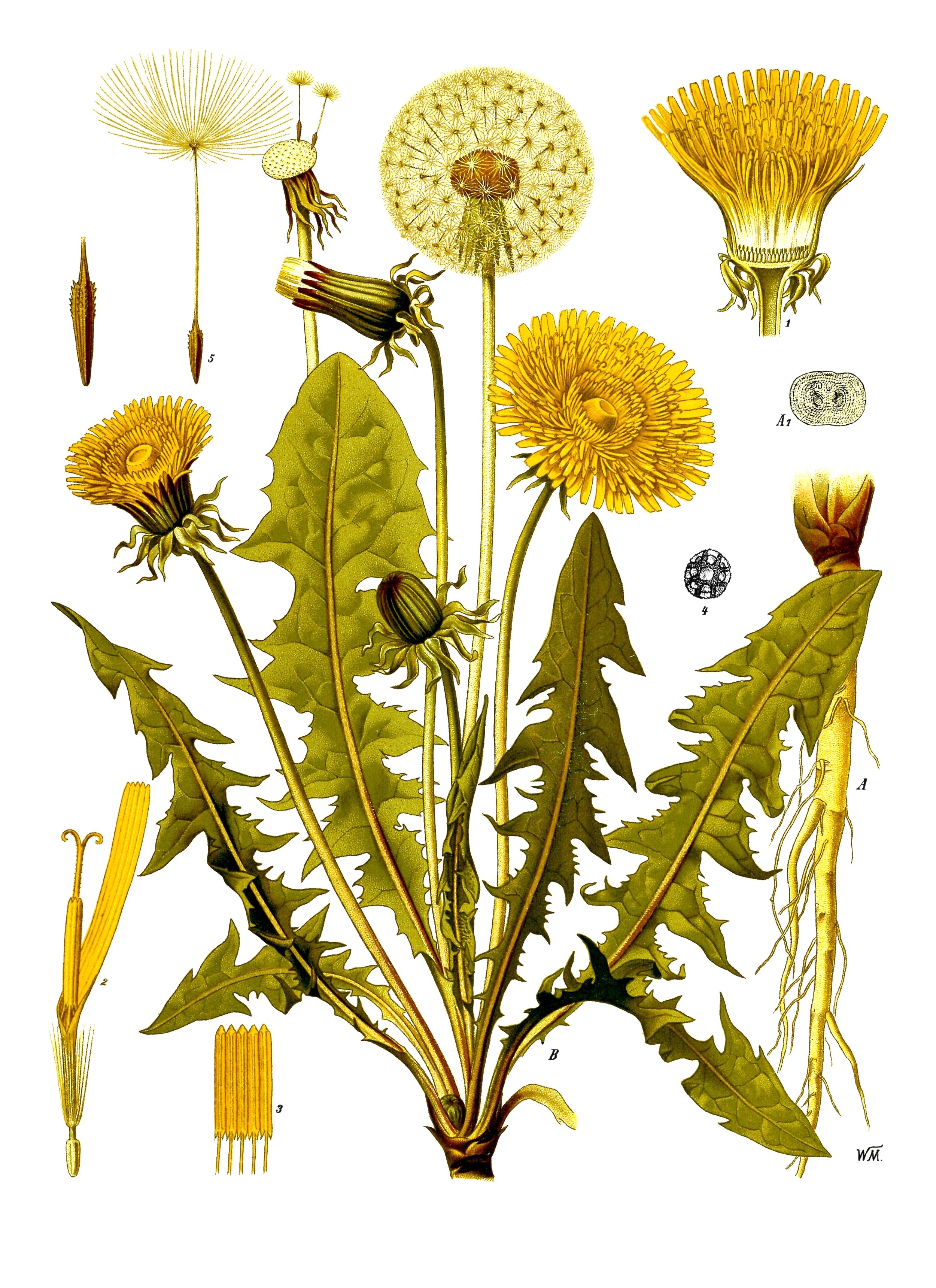 fig. 9 Taraxacum officinale | dandelion (EN) | Fífill (IS)