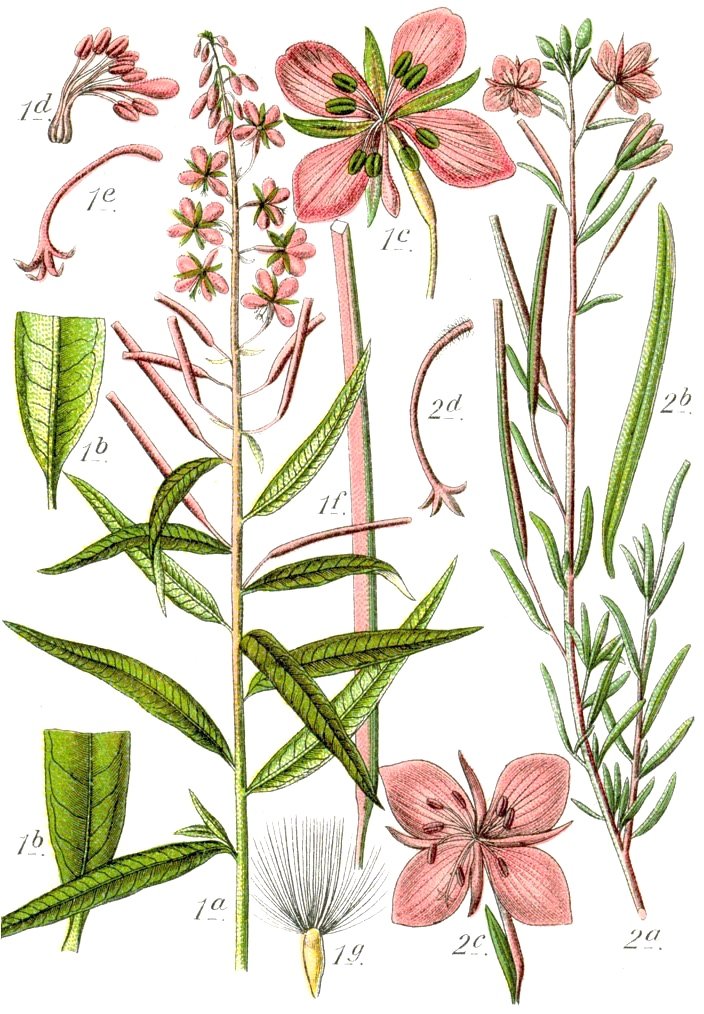 fig. 7 Chamerion angustifolium | Fireweed (EN) | Sigurskrúfur (IS)