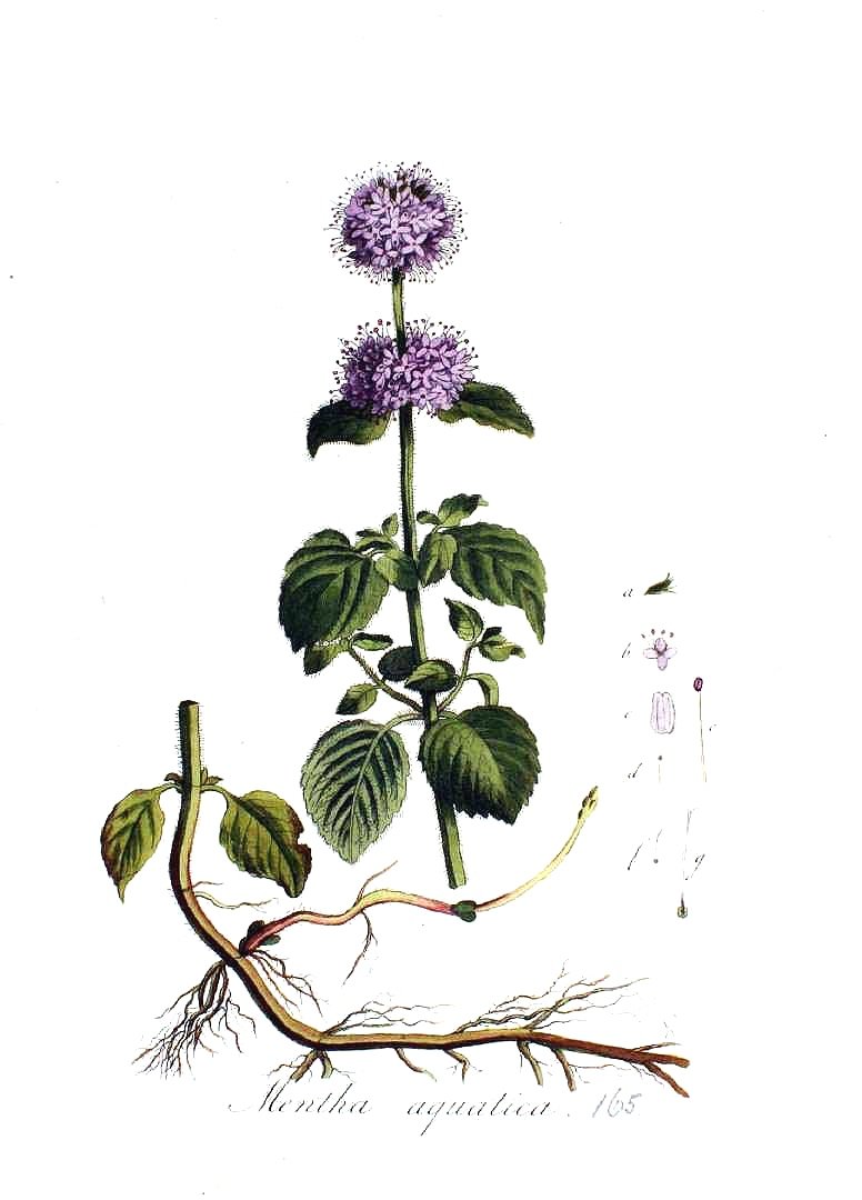 fig. 5 Mentha aquatica | water mint (EN) | Mynta (IS)