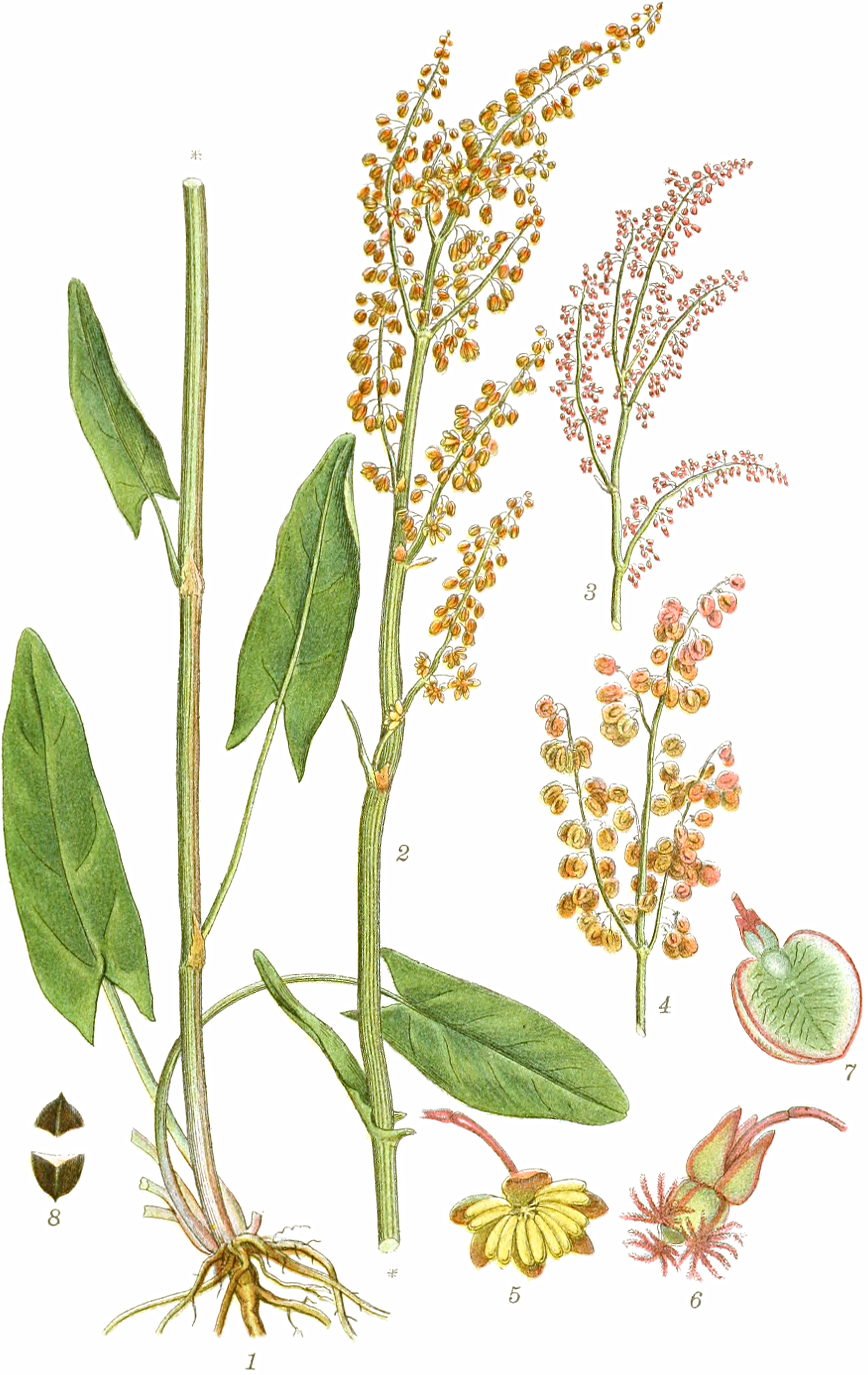 fig. 8 Rumex spp. | dooryard dock (EN) | Njóli (IS)