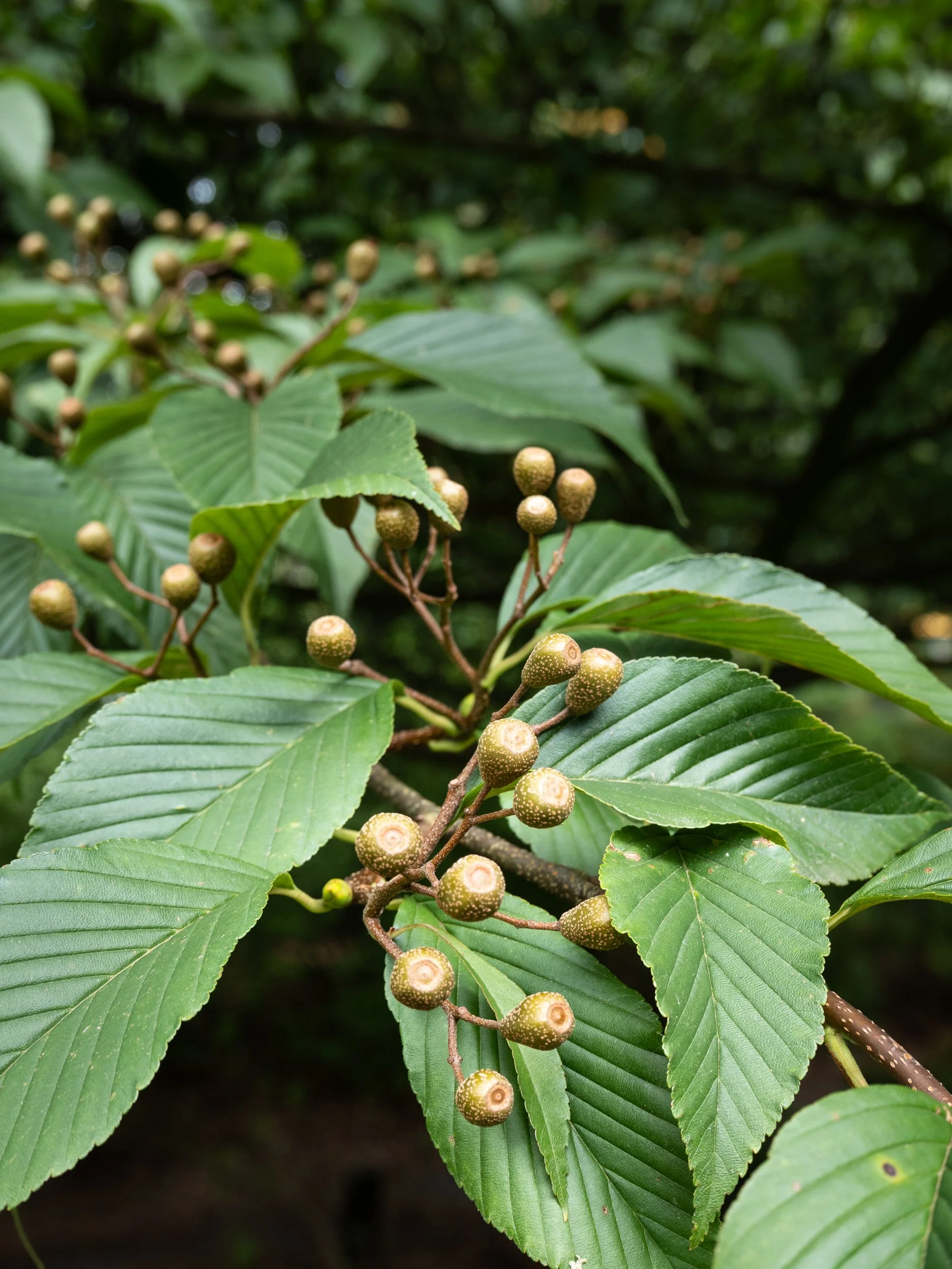 July, botanical garden, NL