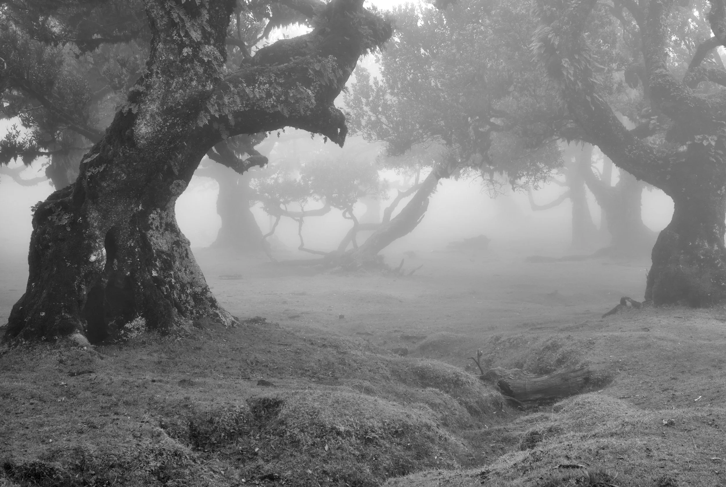 2021 Funchal Forest
