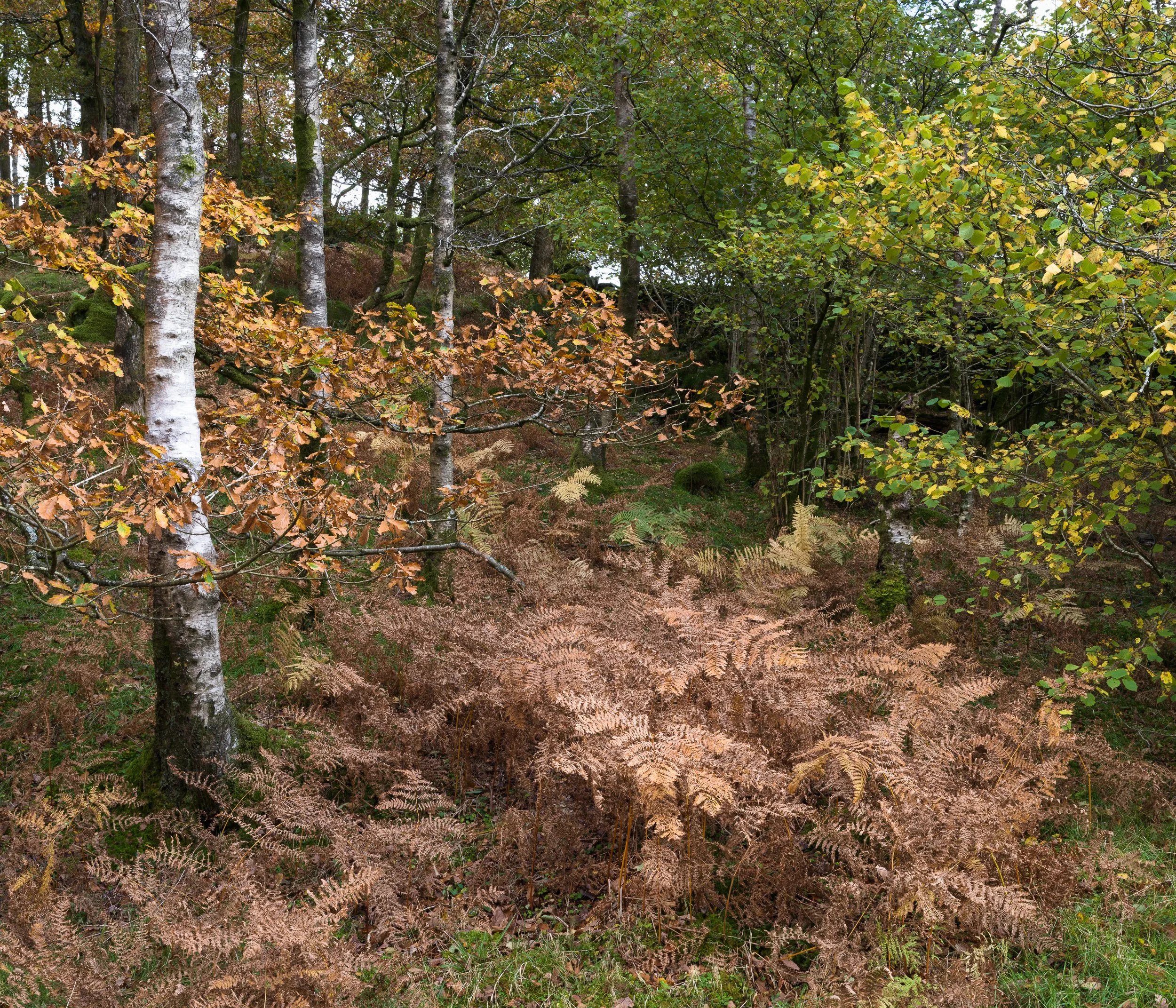 20241022-142613-HasselbladX2D 100C_Blog.jpg