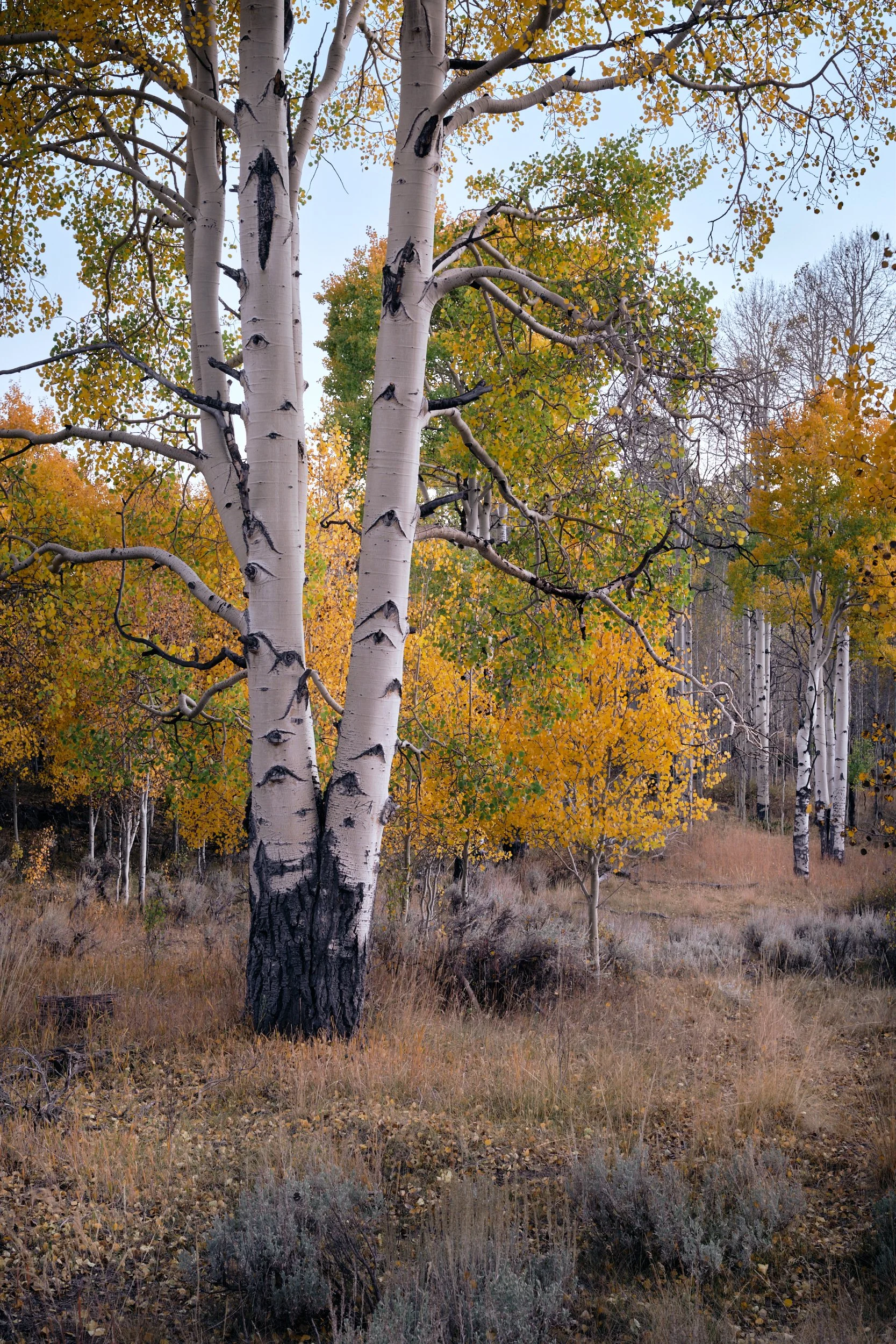 2018-09-27_19-37-27_PandoForest.jpg