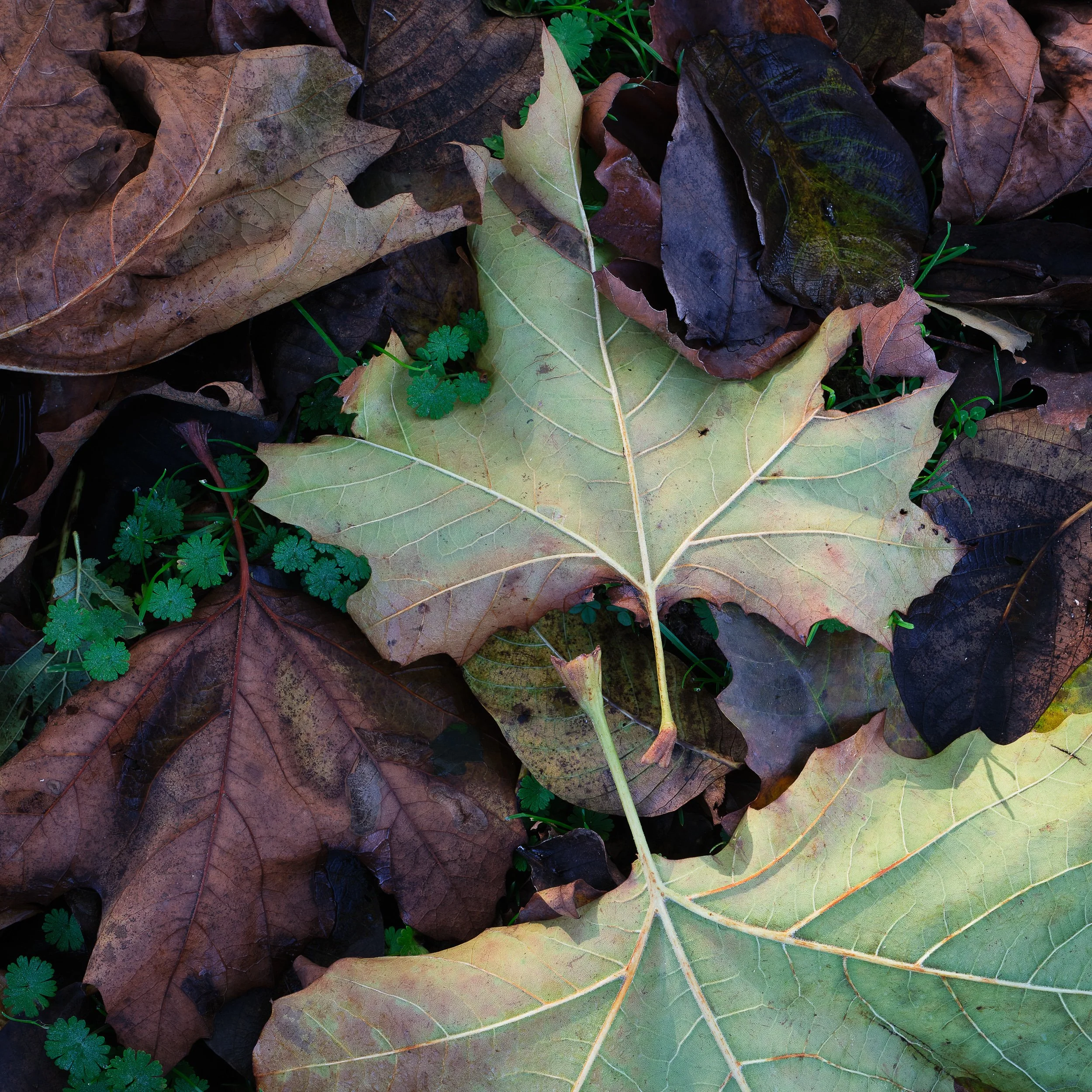 20231112-144529-FujifilmX-T5-Masters_Blog_Blog.jpg