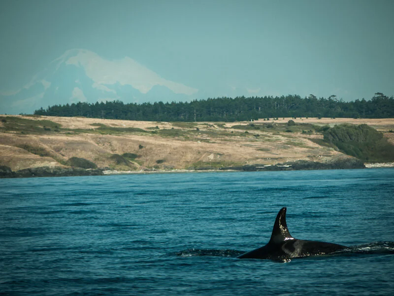 Act 2: Are there Orcas on Orcas Island?