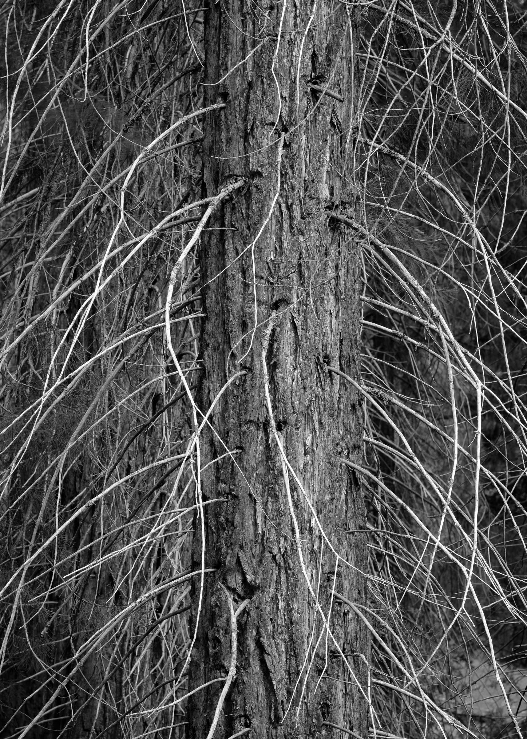 Fresno Trip - Stage 4 Sequoia & Kings Canyon National Parks - Part 2