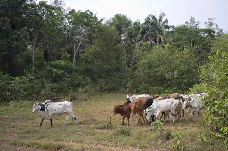 The more things are different . . . (Liberia Take)