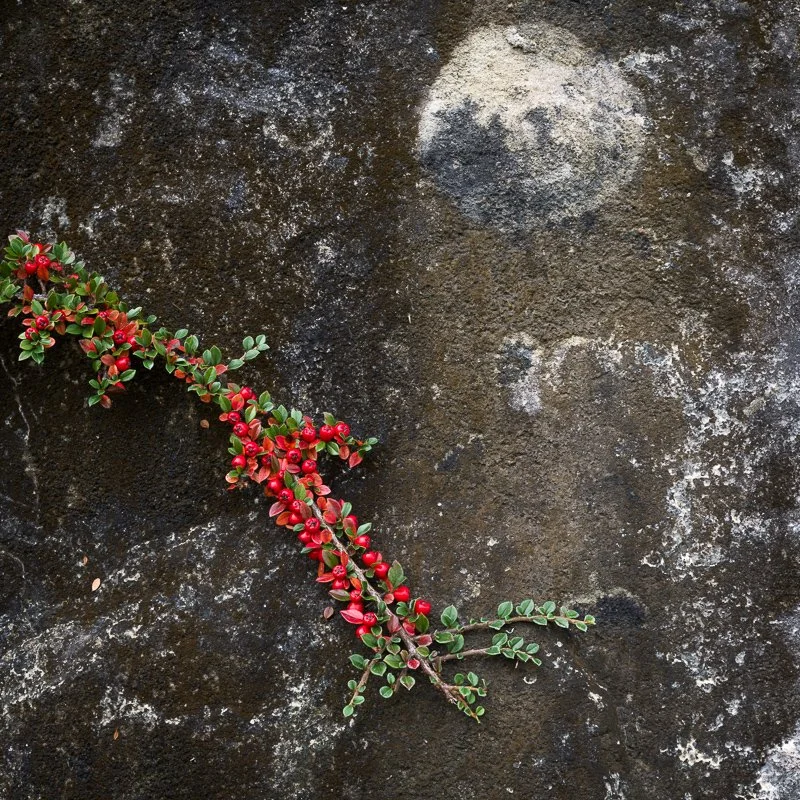 Printing the Image - UK Edition