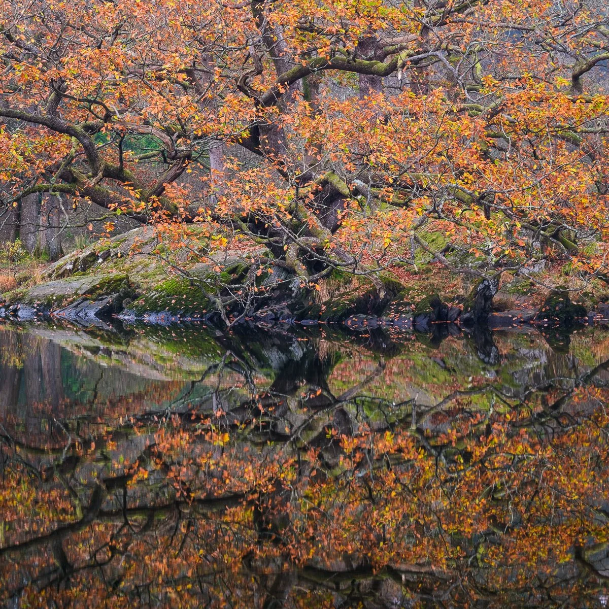 Thoughts on Remarks by Joe Cornish