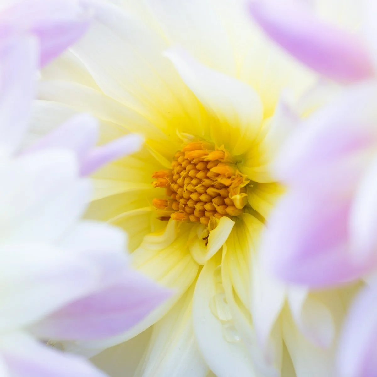 More Flowers