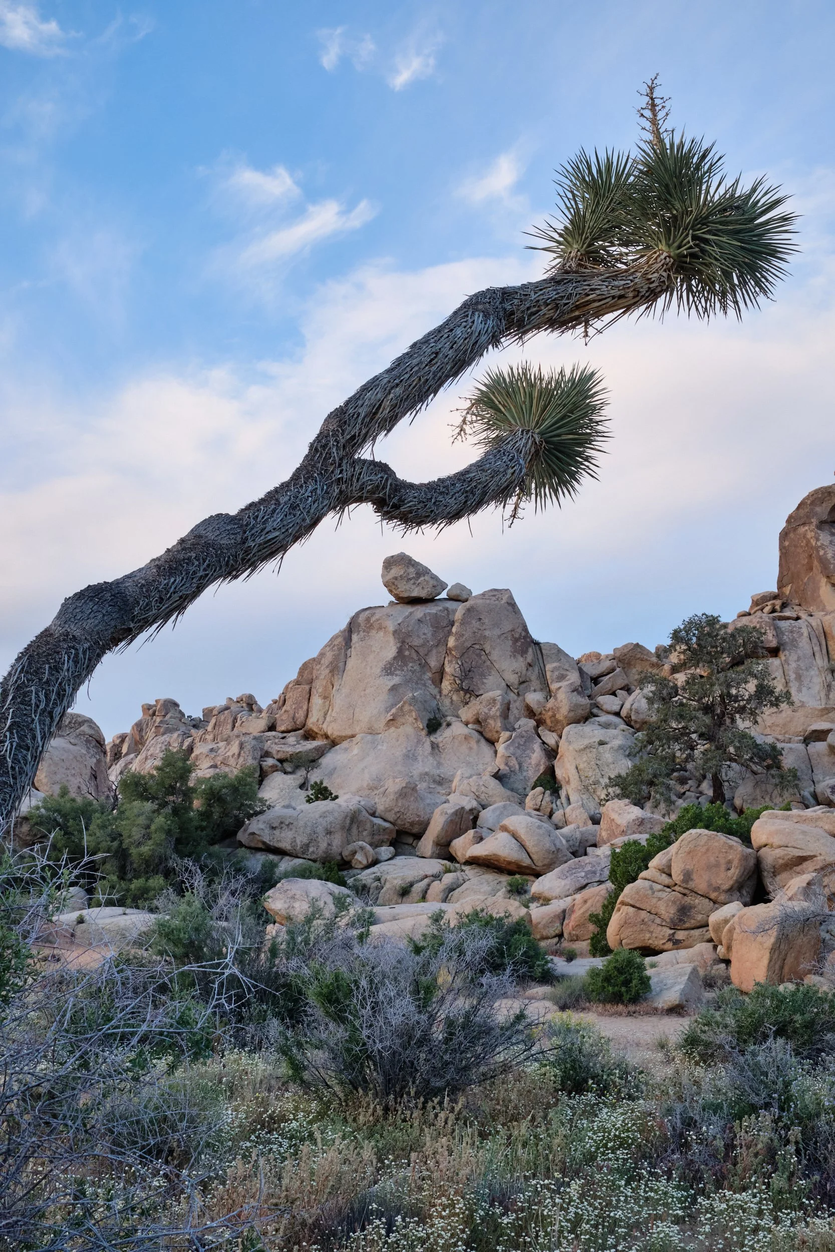 2017-05-08_06-16-29_JoshuaTree.jpg