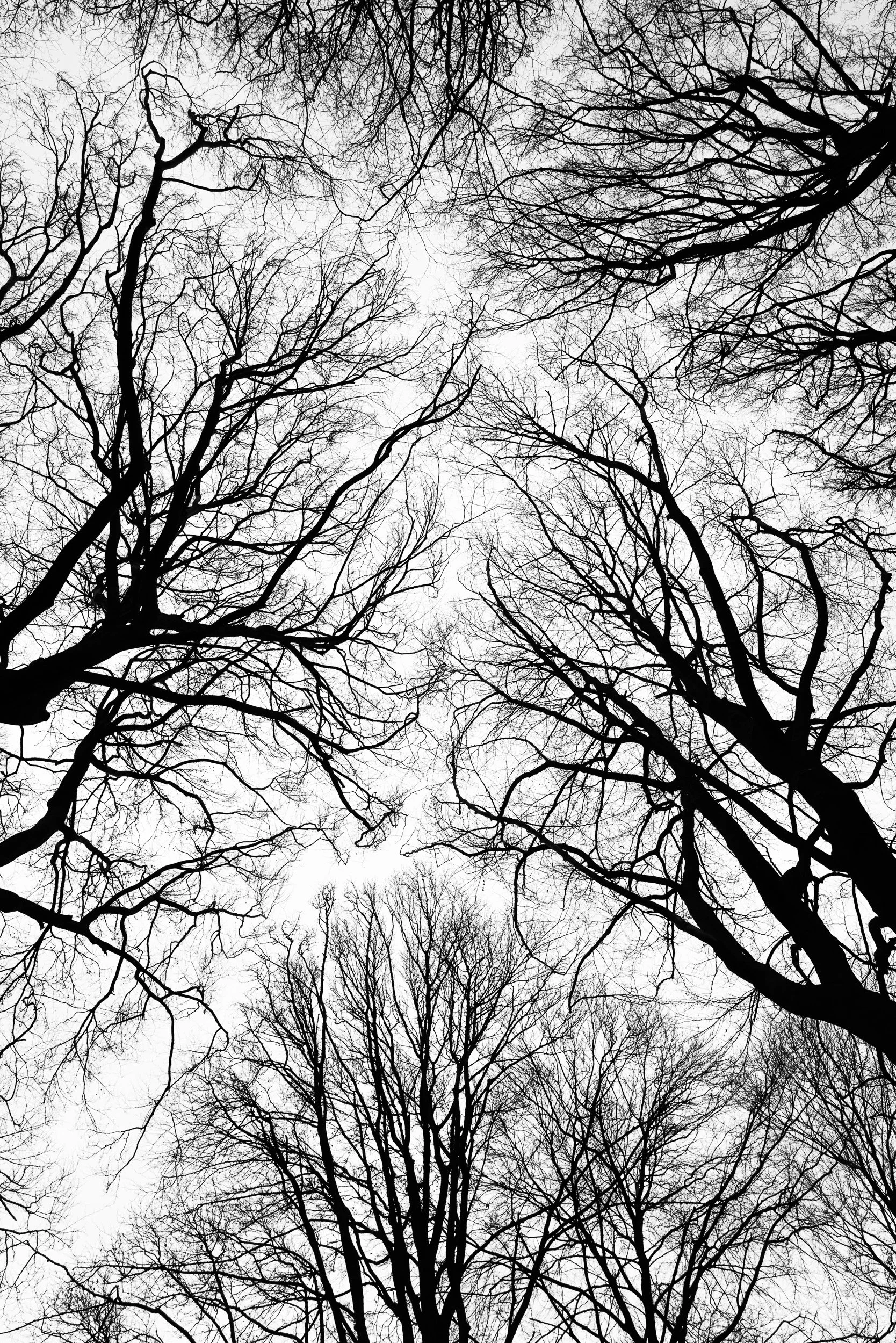 February, De Kaapse Bossen, Utrecht, NL