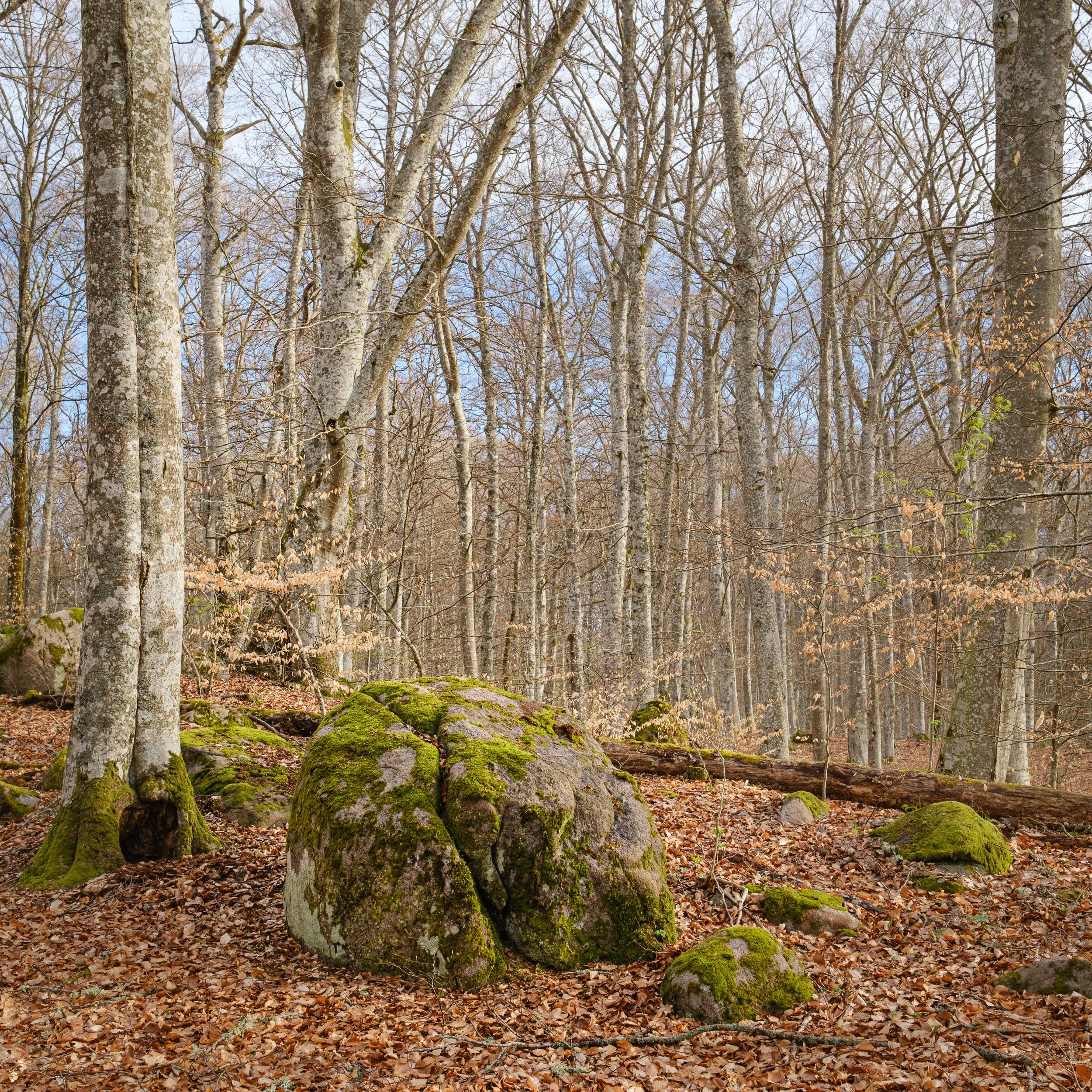 20240430-065116-Fujifilm-X-T5_Blog.jpg