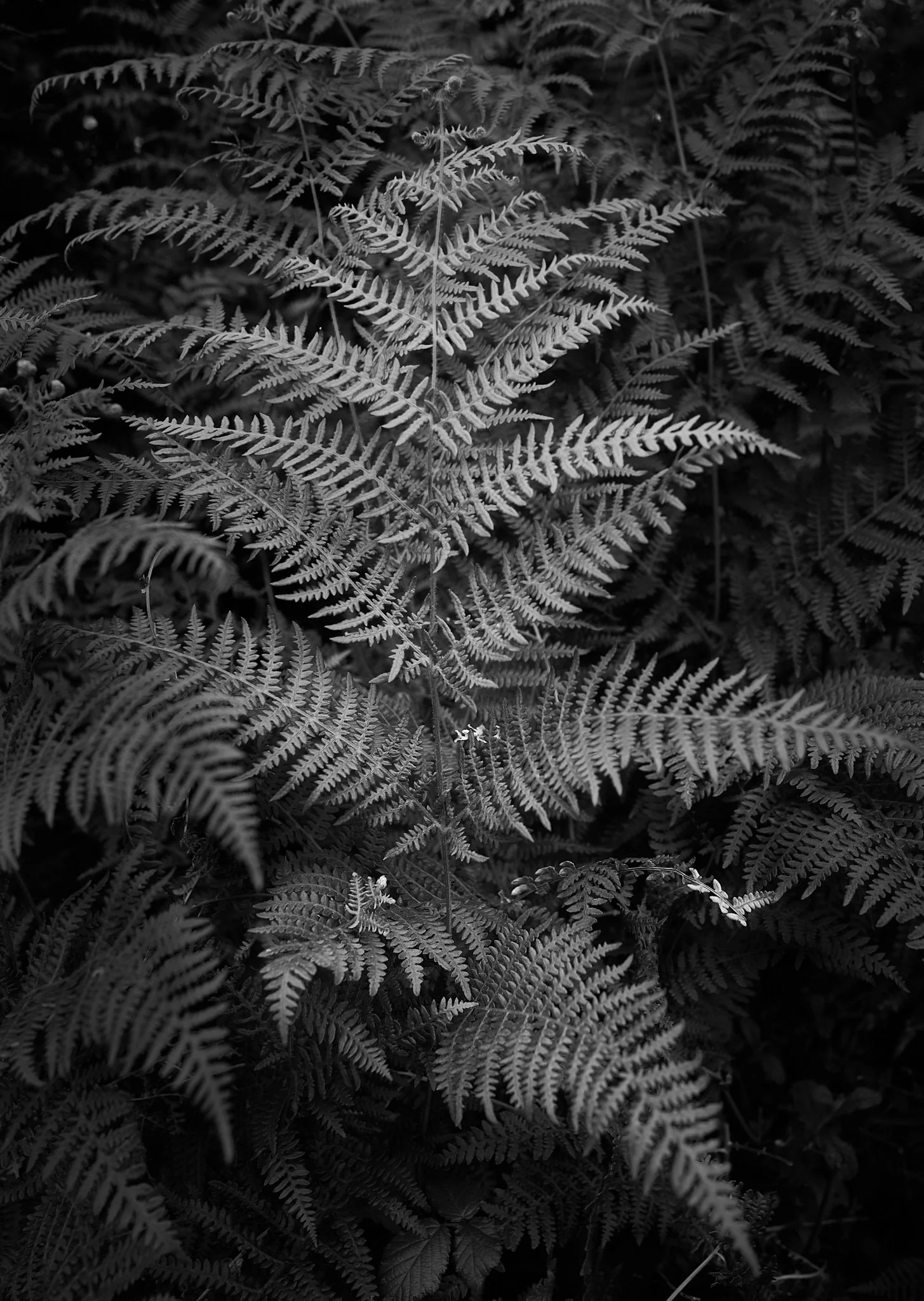 2022-05-11_L1000513.jpg