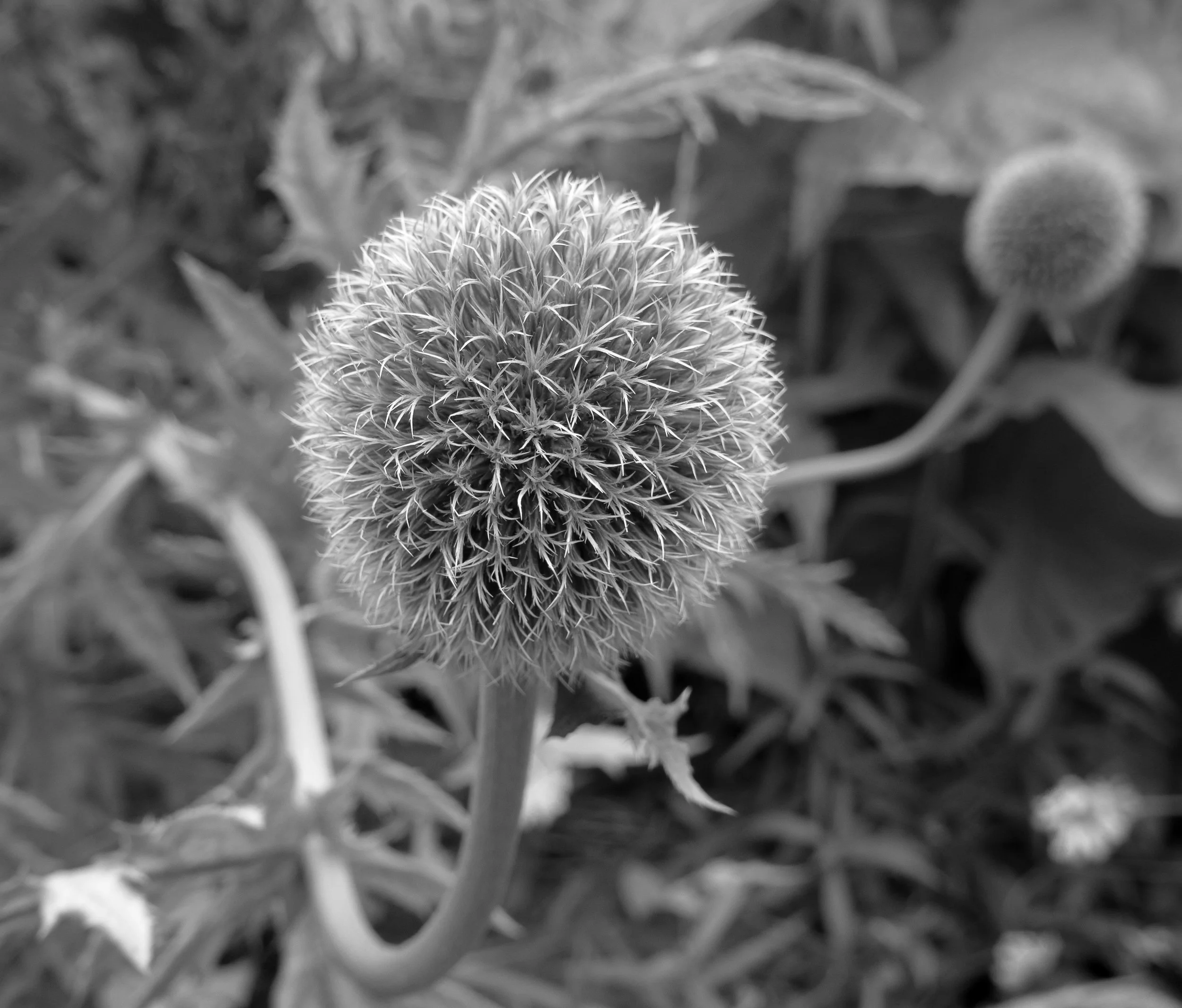 20250808-111522_LEICA-D-Lux-8.jpg