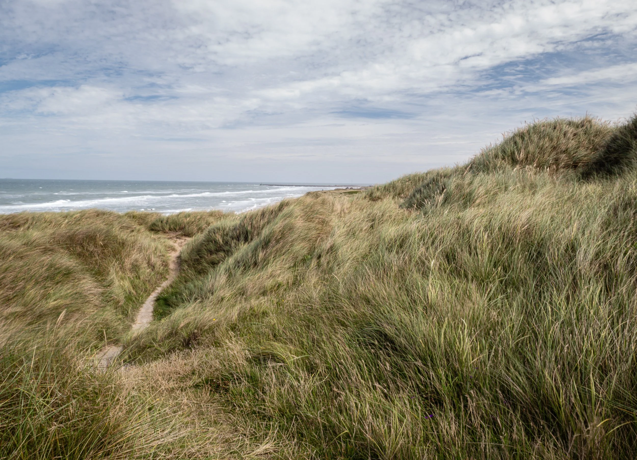 Hirtshals dune grasses