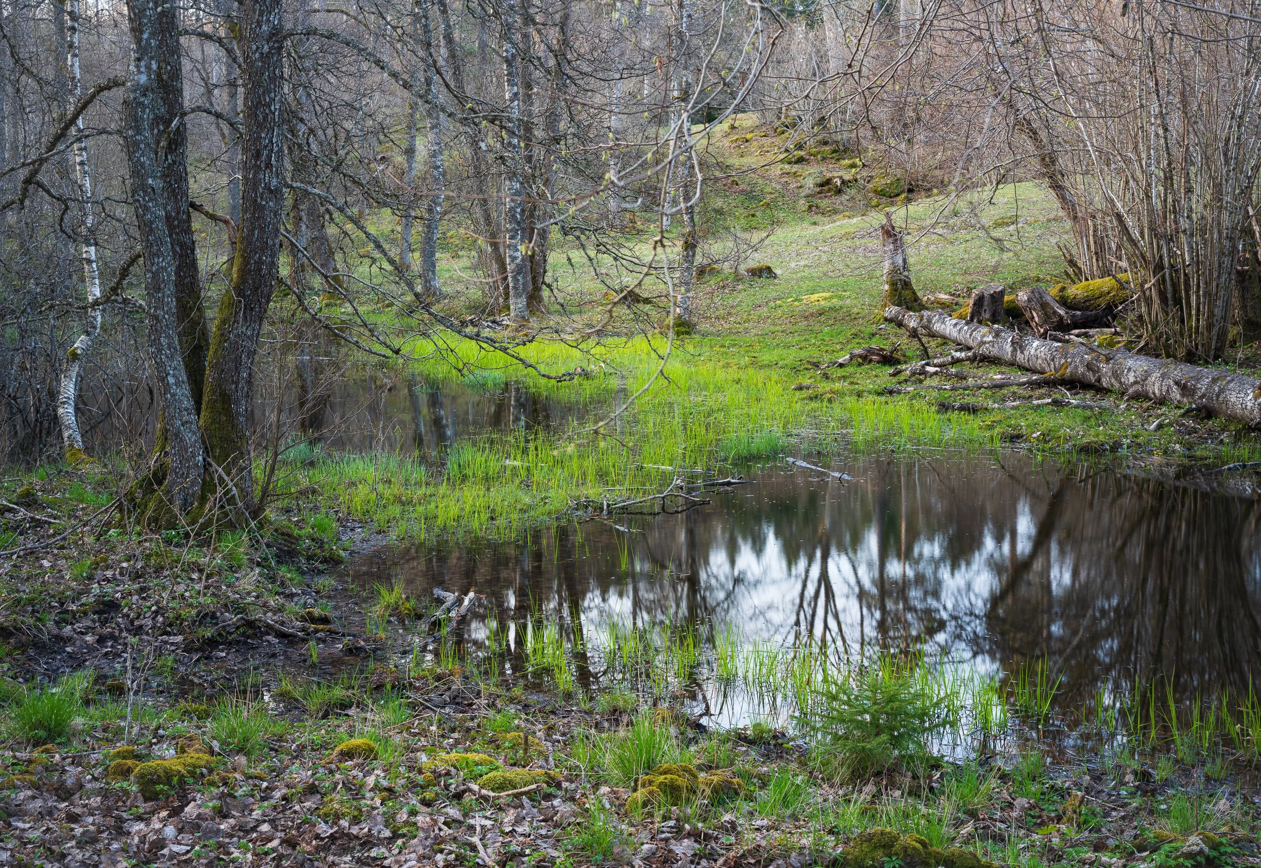 May, a nature reserve, Sweden