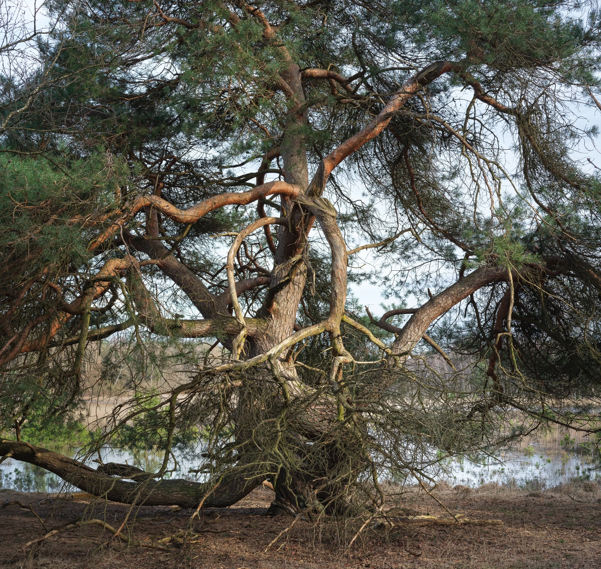 March, Leersumse Plassen, Utrecht NL