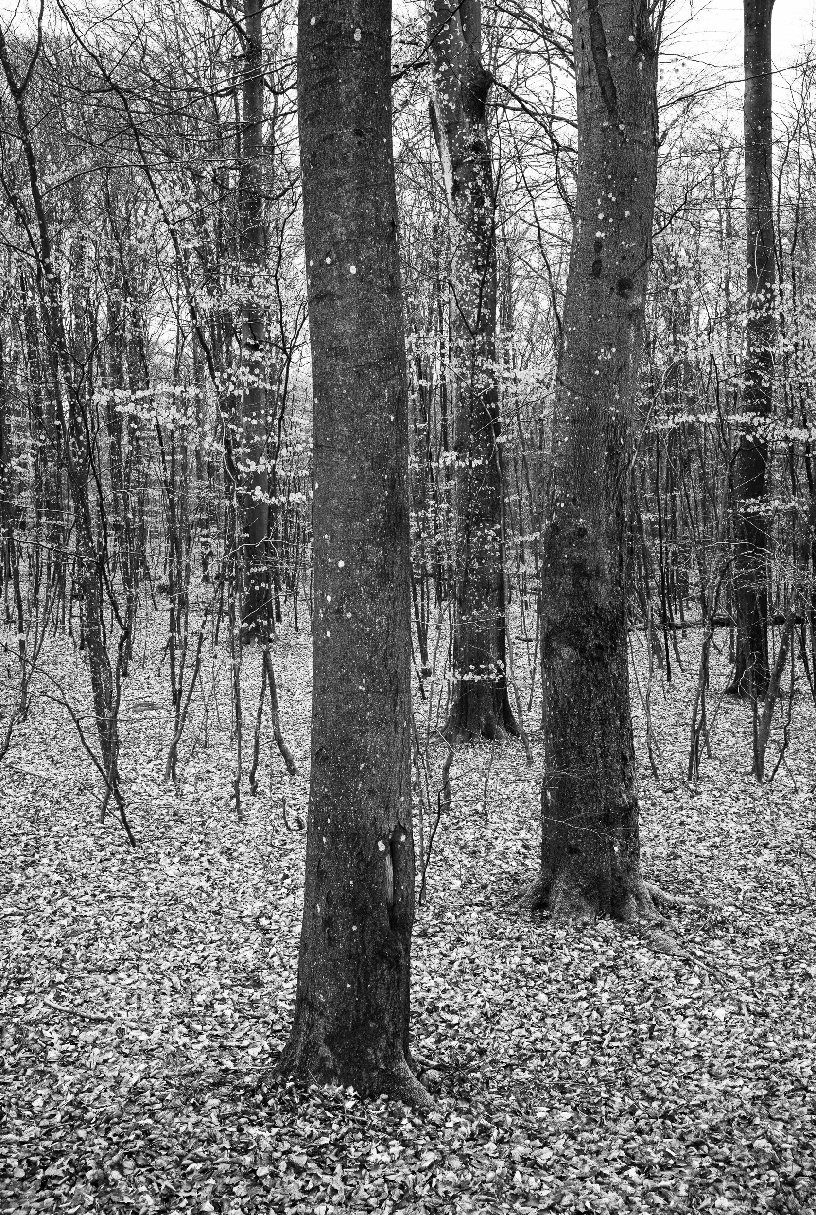 20240422-110920-Leica-LEICA M11-P_Blog.jpg