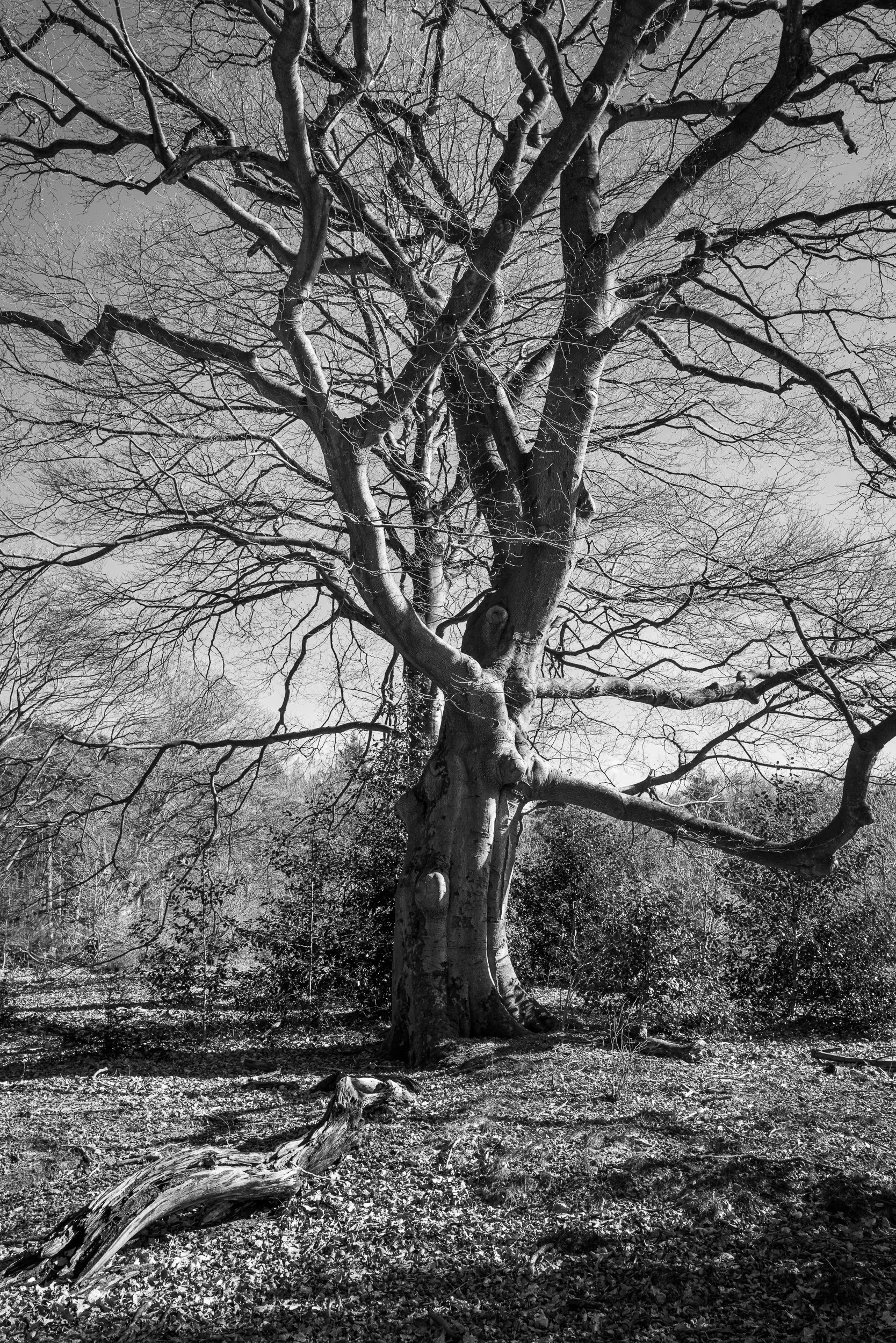20240302-130131-LeicaLEICA Q2 MONO-untitled_Blog.jpg