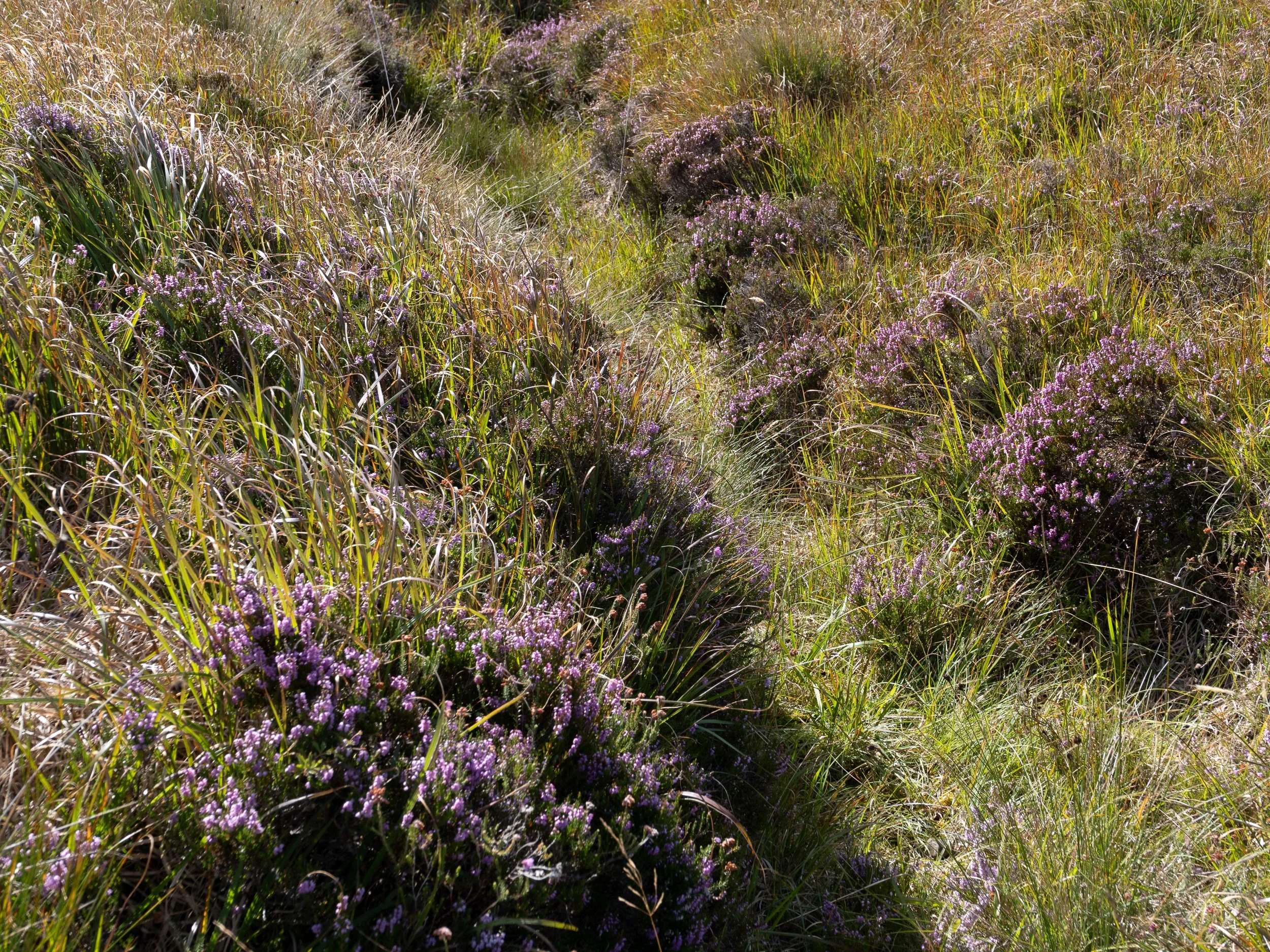 September, Connemara NP, Ireland