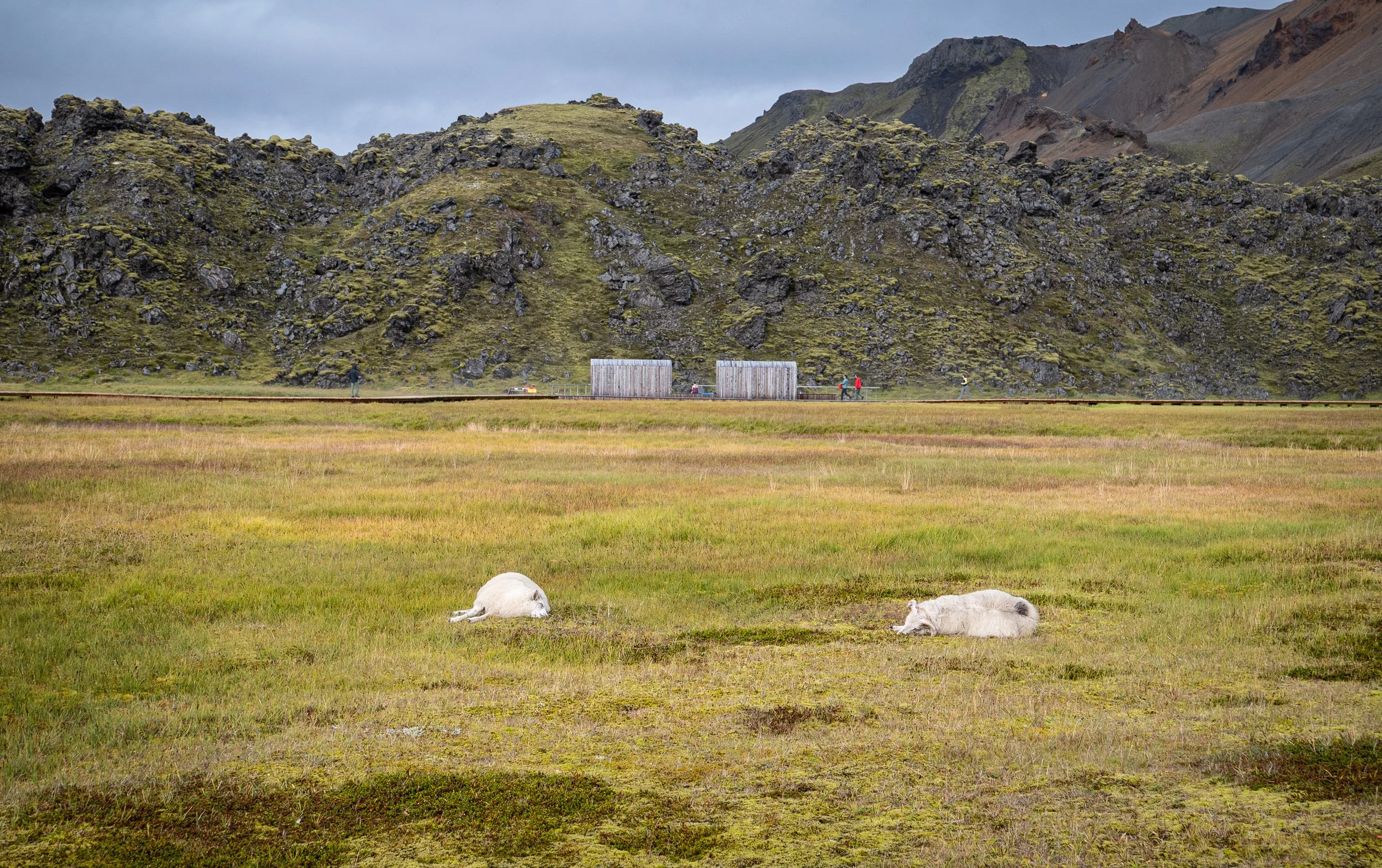 Landmannalaugar sheep relaxing by the spa