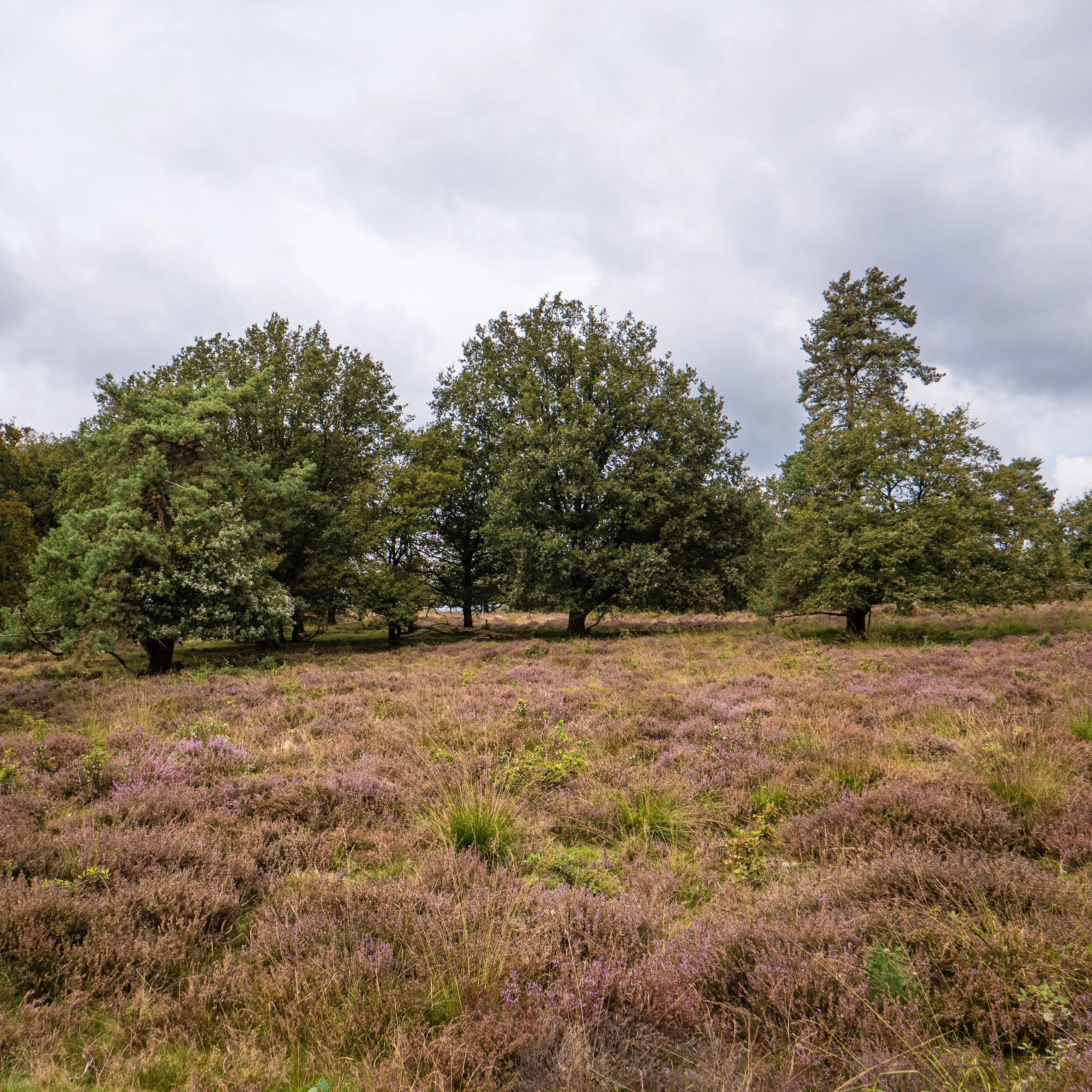 September, Nationaal Park Veluwezoom, NL