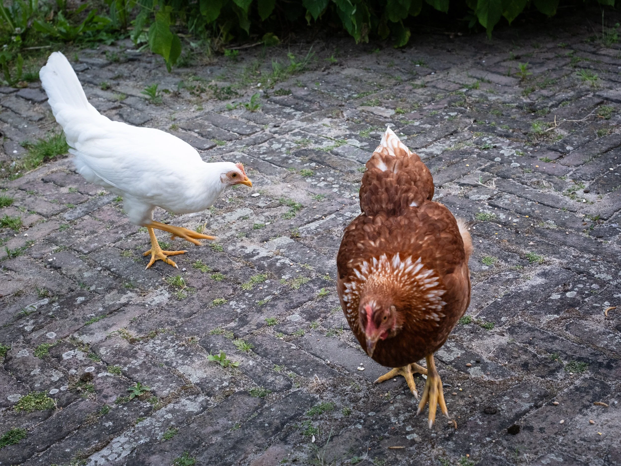 20250622-051706-FujifilmX-T5_Blog.jpg