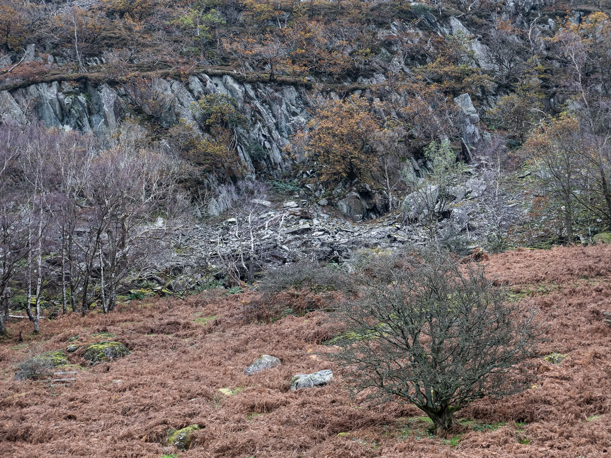 November, Borrowdale/Derwentwater walk, Lake District, England