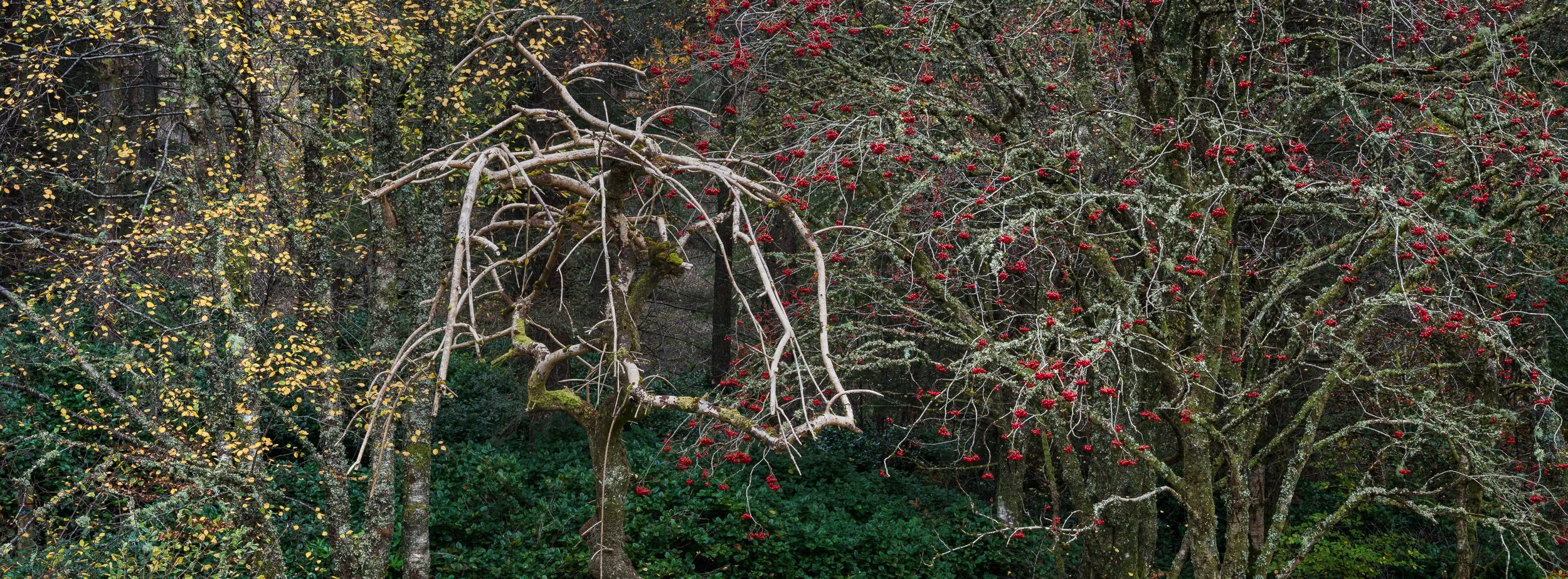 20241101-095332-HasselbladX2D 100C_Blog.jpg