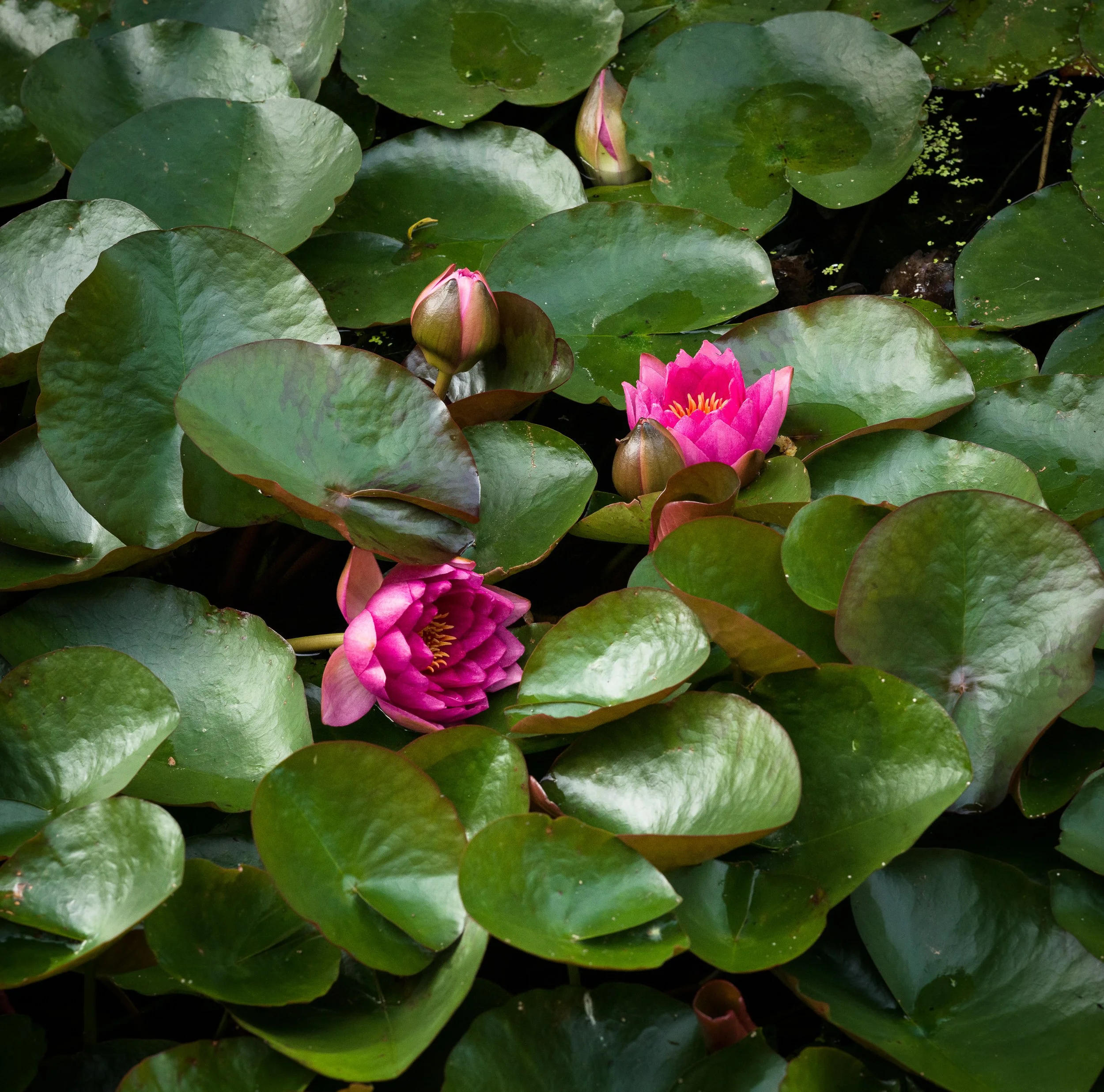 August, Bloempark Appeltern, NL