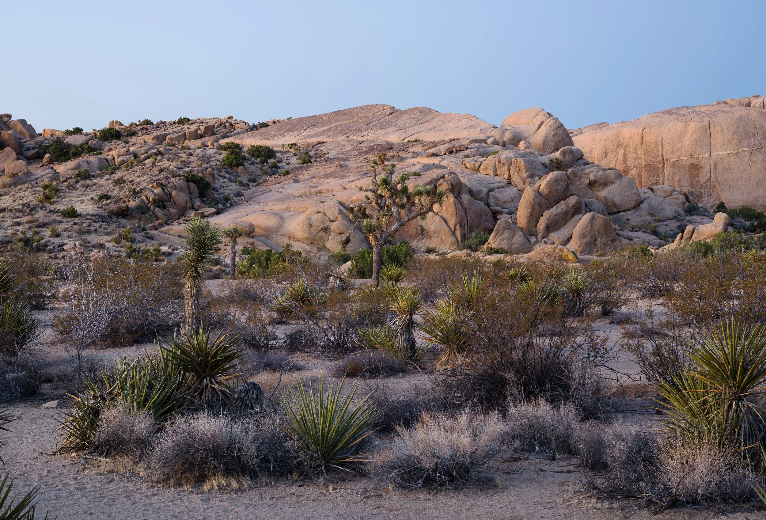 April - Joshua Tree
