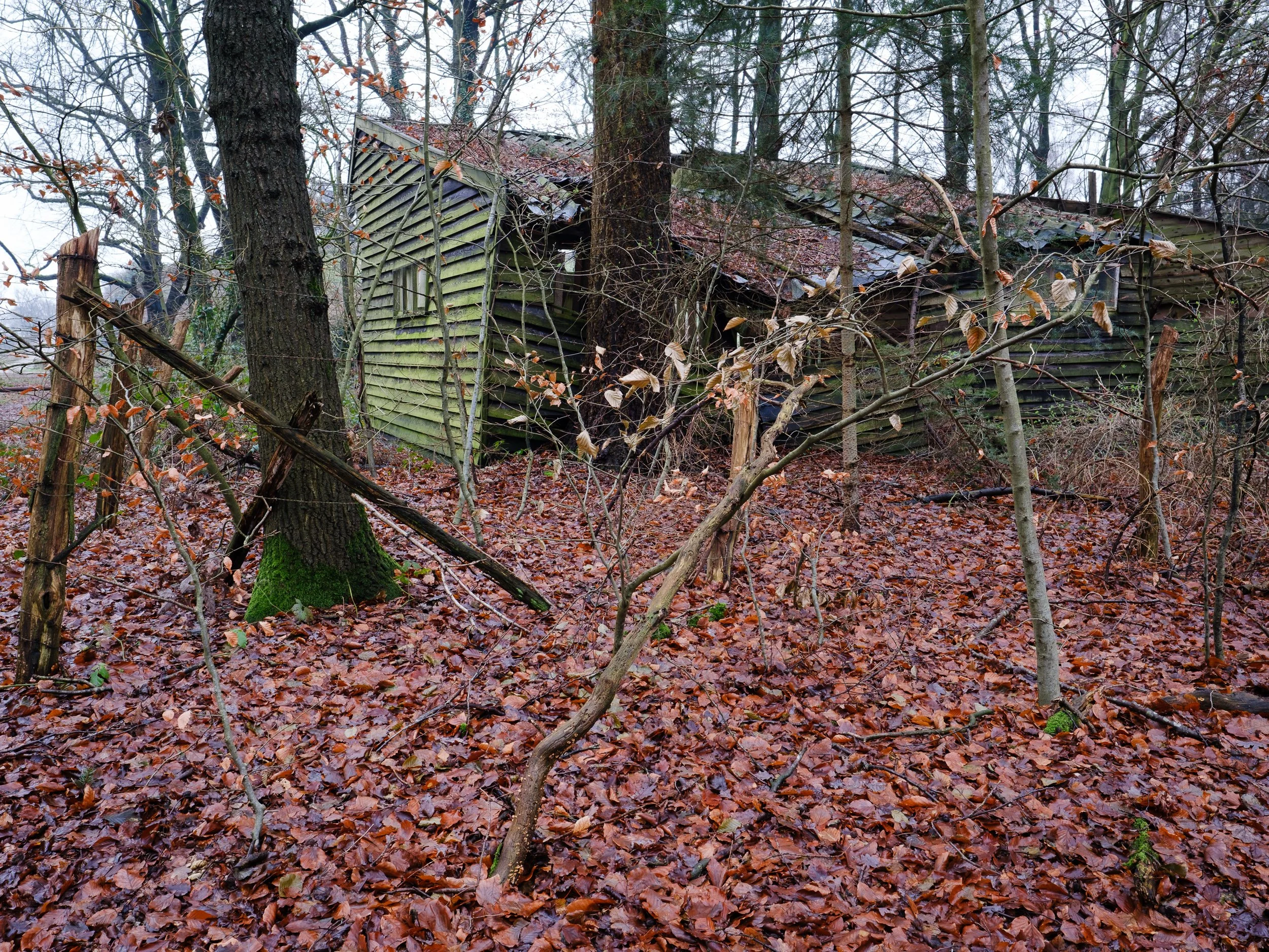 January, Bergherbos, Zeddam NL
