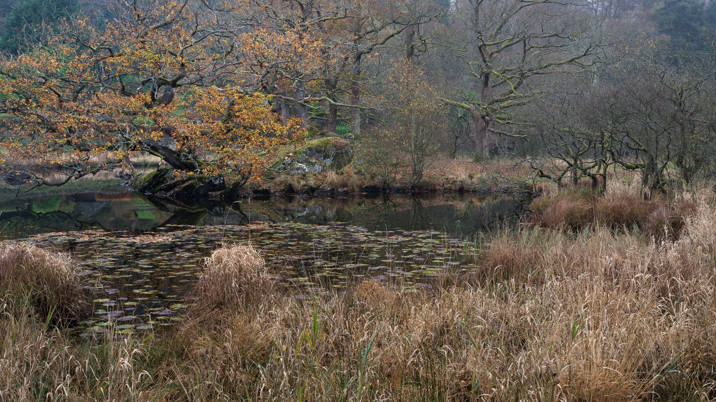 20241105-100016-HasselbladX2D 100C_Blog.jpg