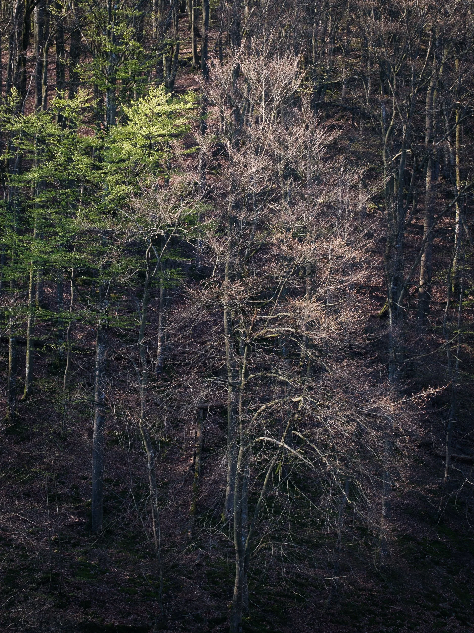 April, Söderåsen NP, Sweden