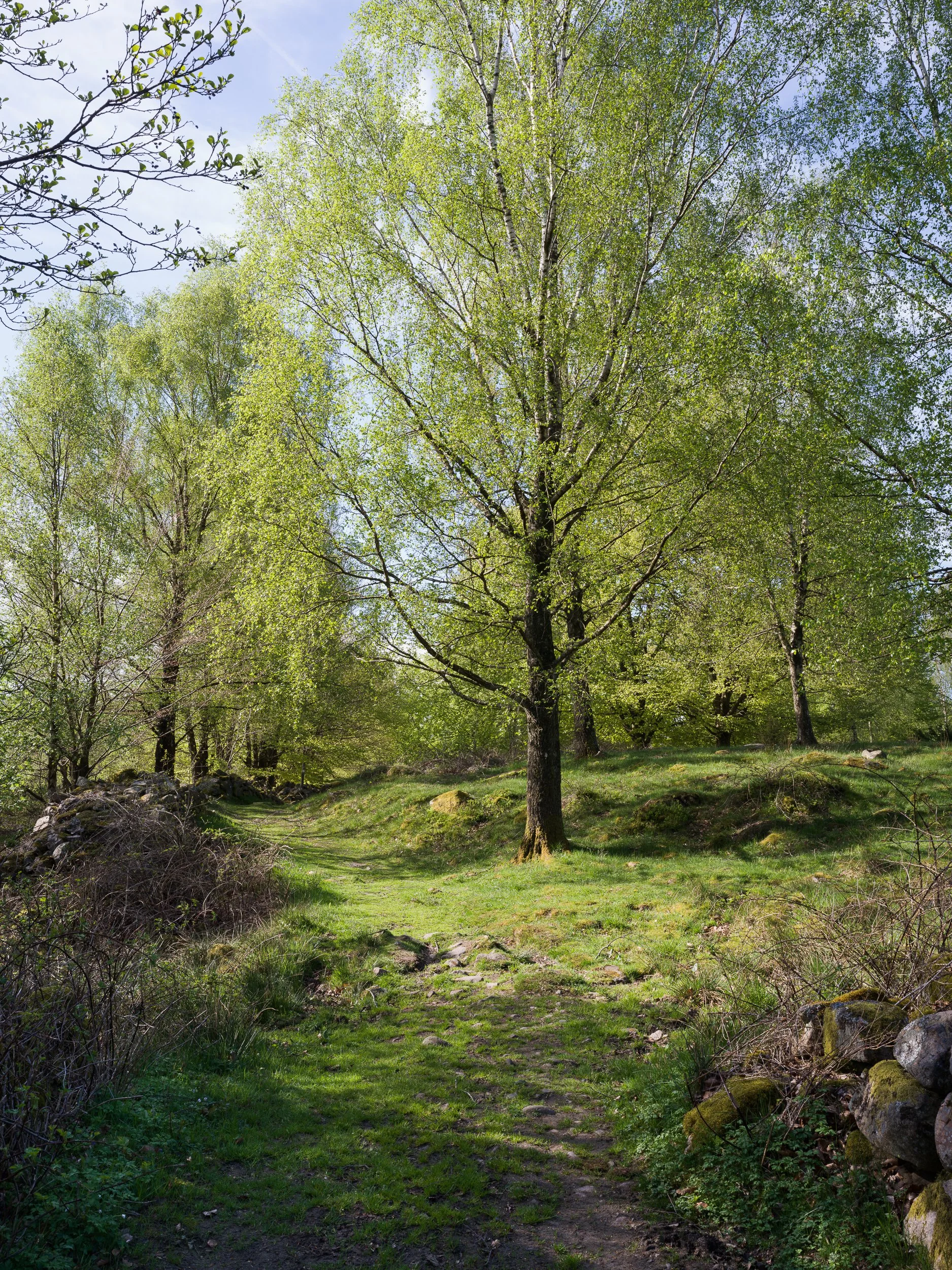 May, Söderåsen NP, Sweden