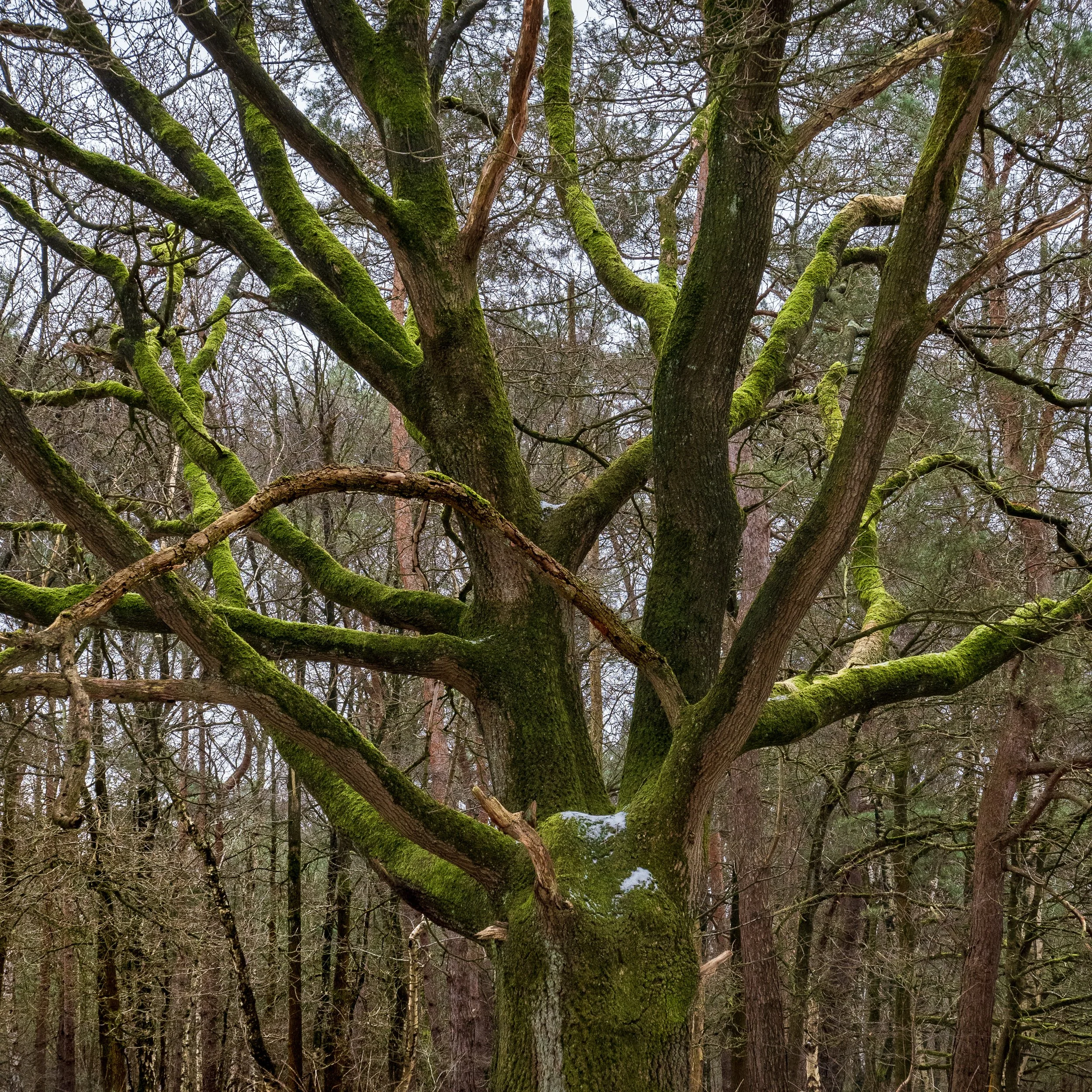 January, Natuurgebied Huis ter Heide NL
