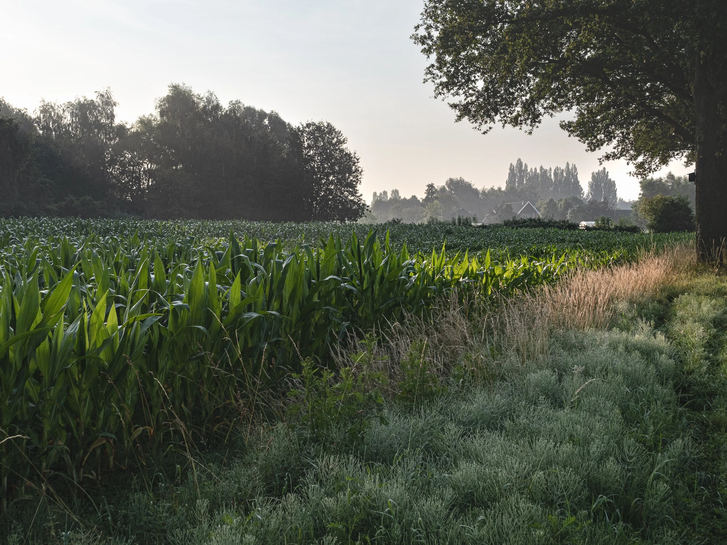 July, morning walk, Didam