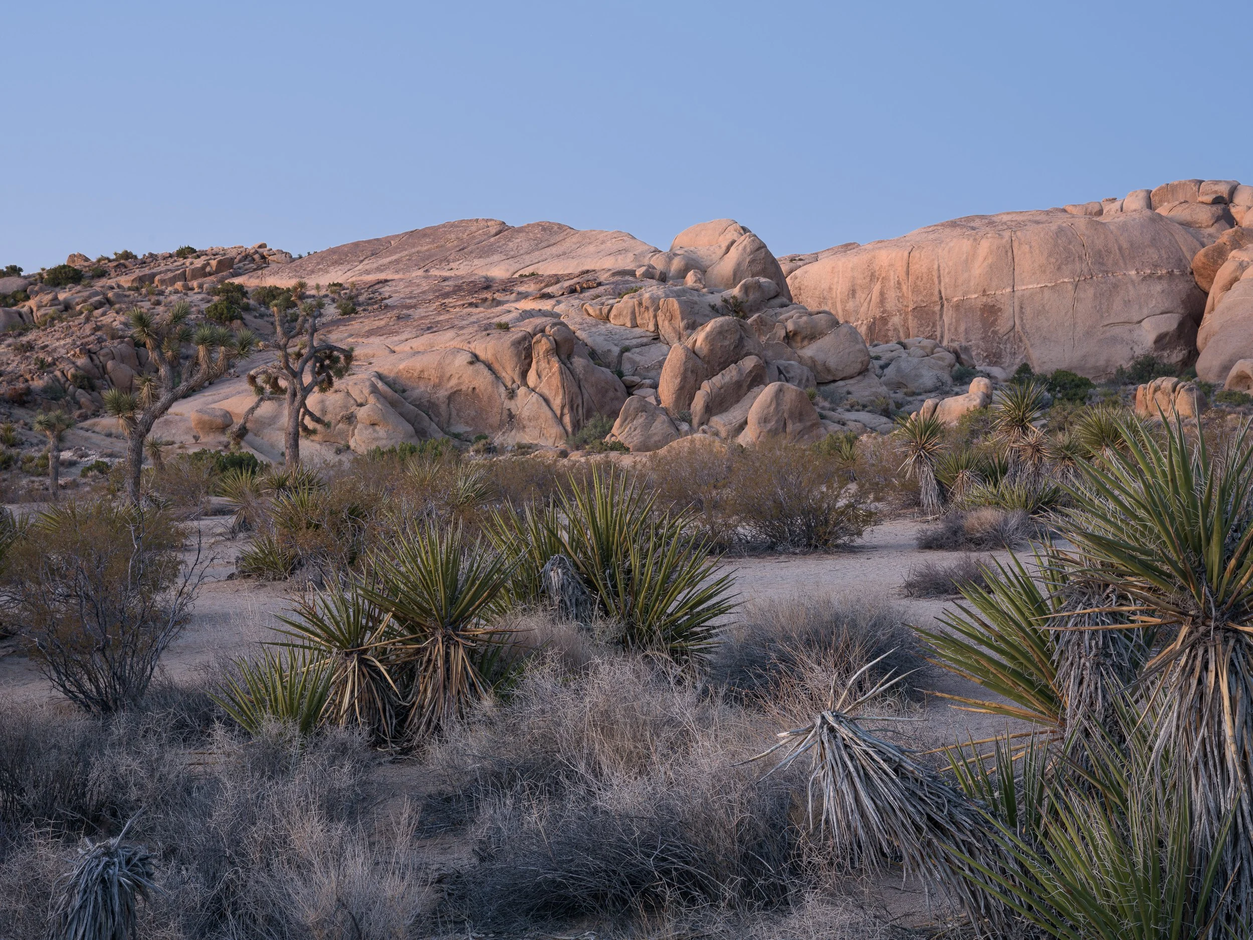 20250409-055252-HasselbladX2D 100C_Blog.jpg