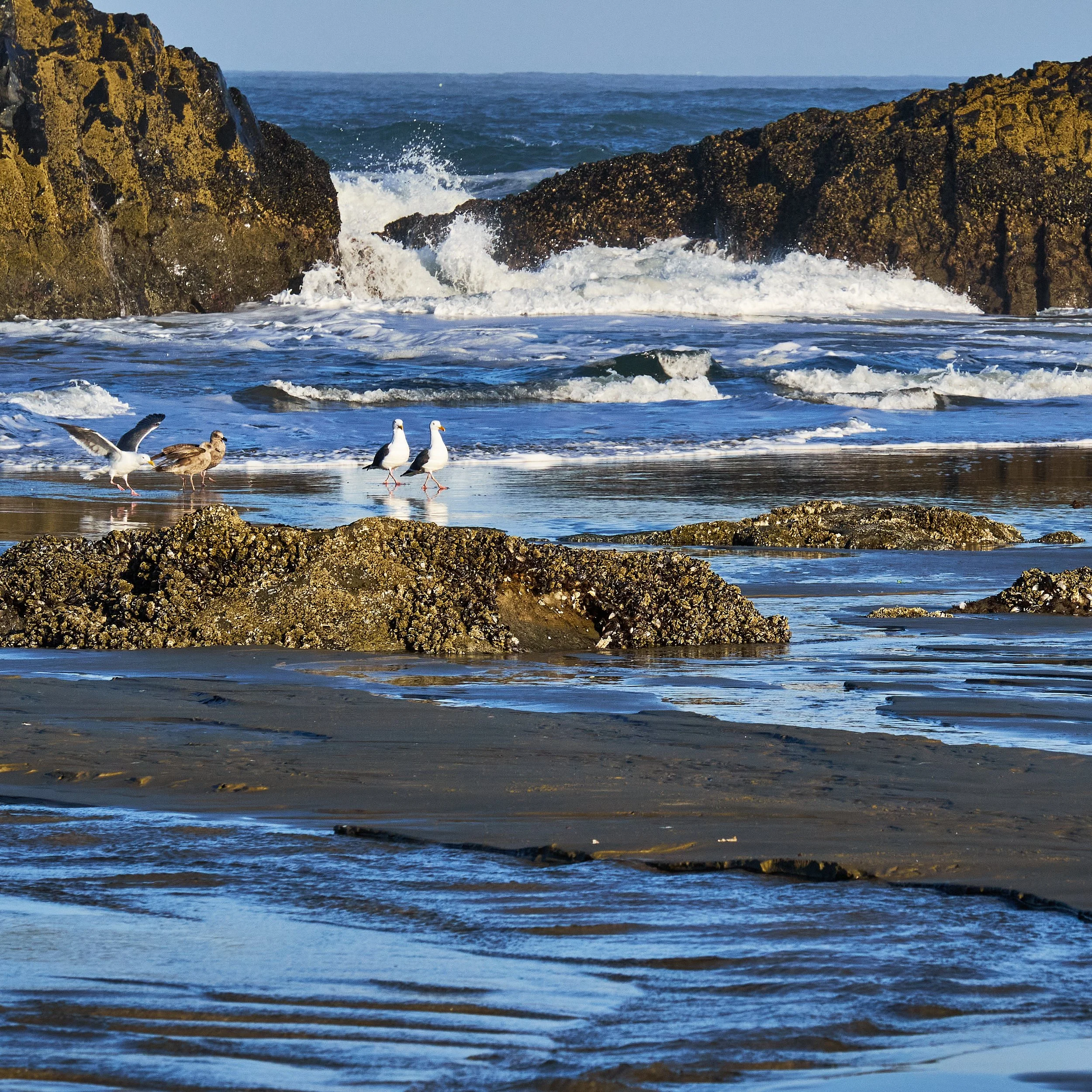 2014 Seal Rock, Oregon