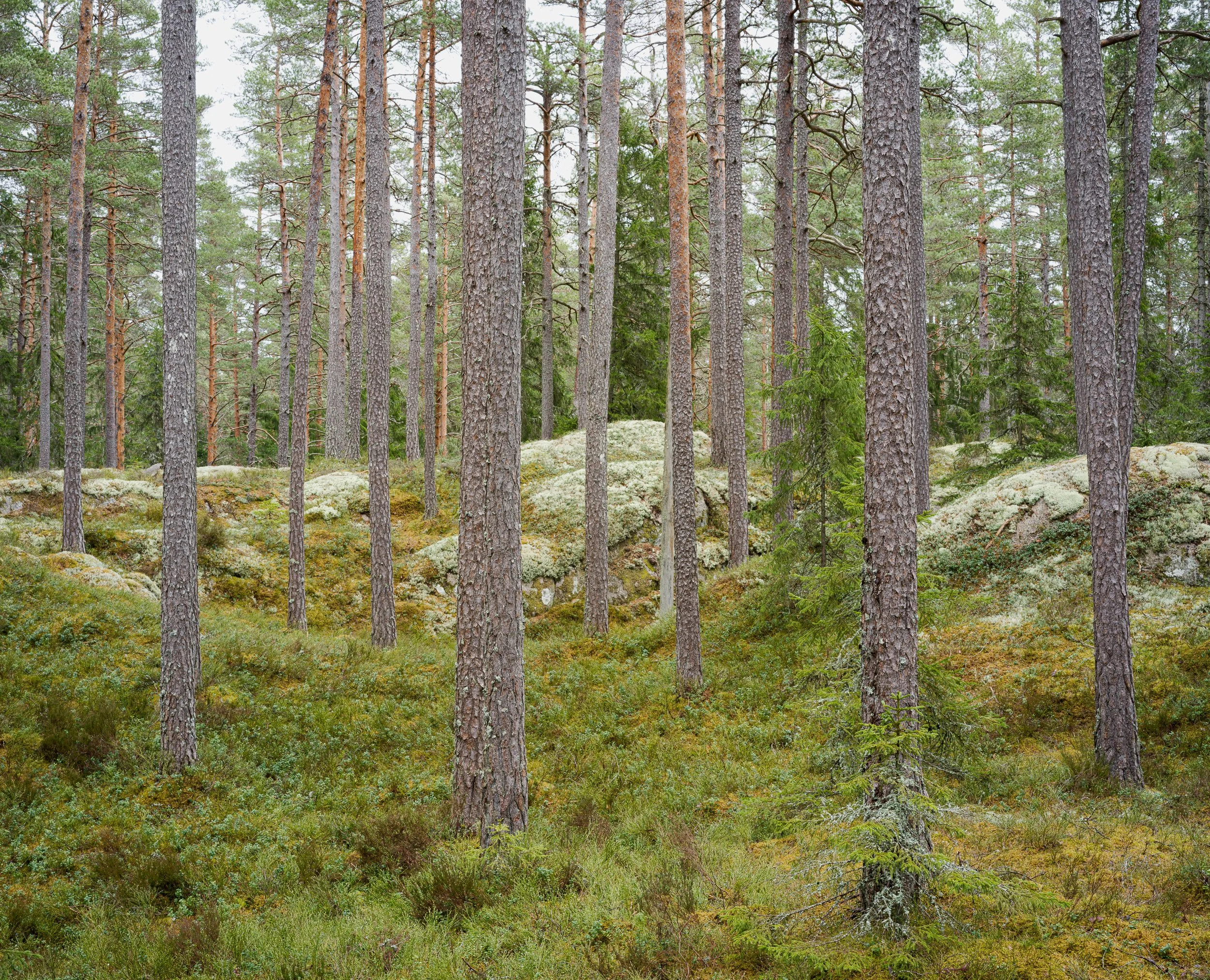 April, Tiveden NP, Sweden