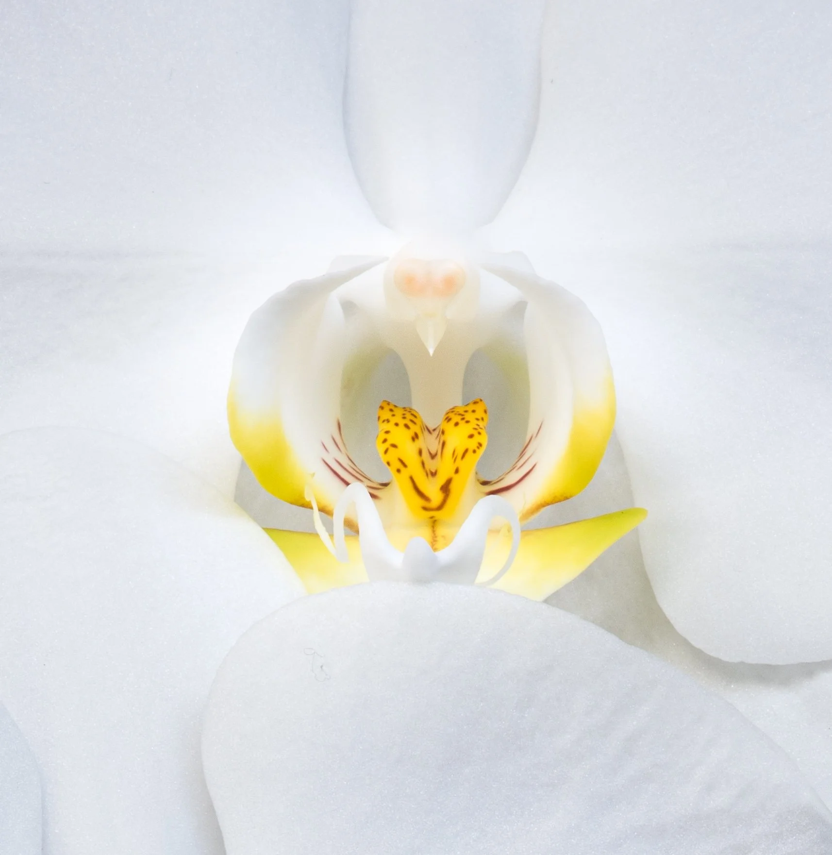 August, orchid